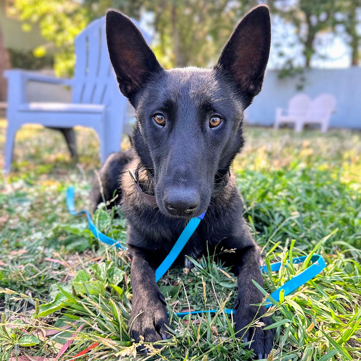Frisee - Belgian Shepherd Malinois