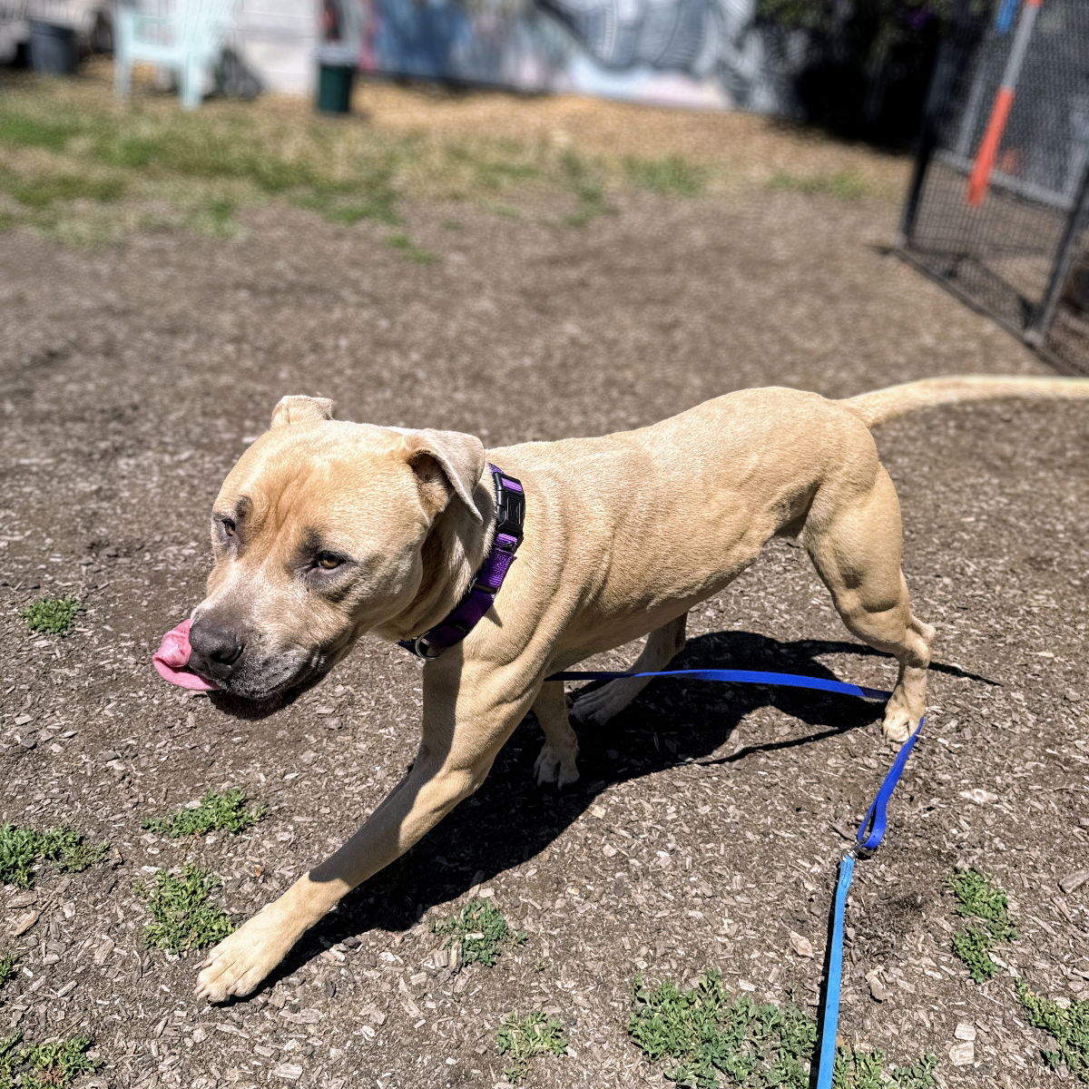 Almond - Pit Bull Terrier