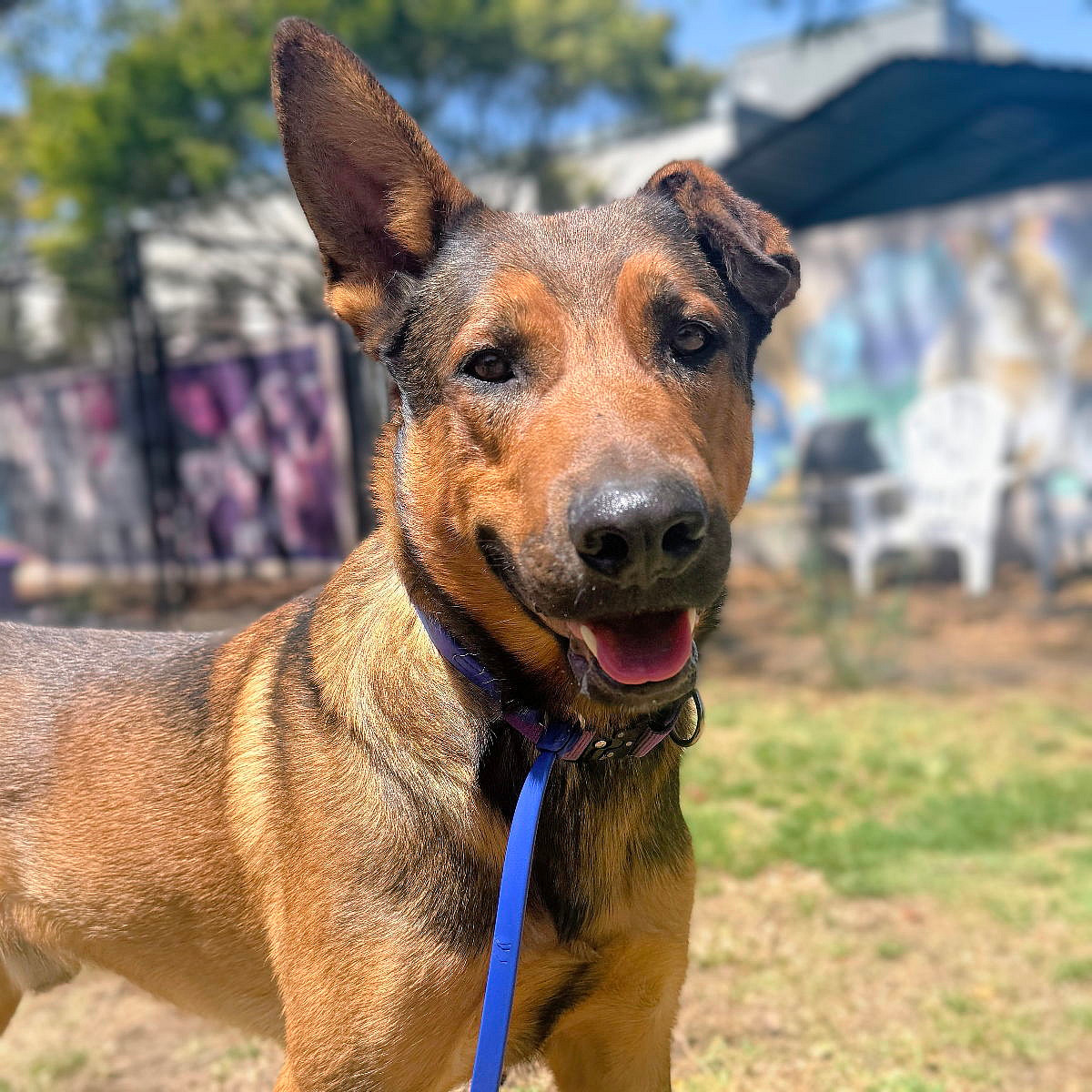 Timothee - German Shepherd Dog