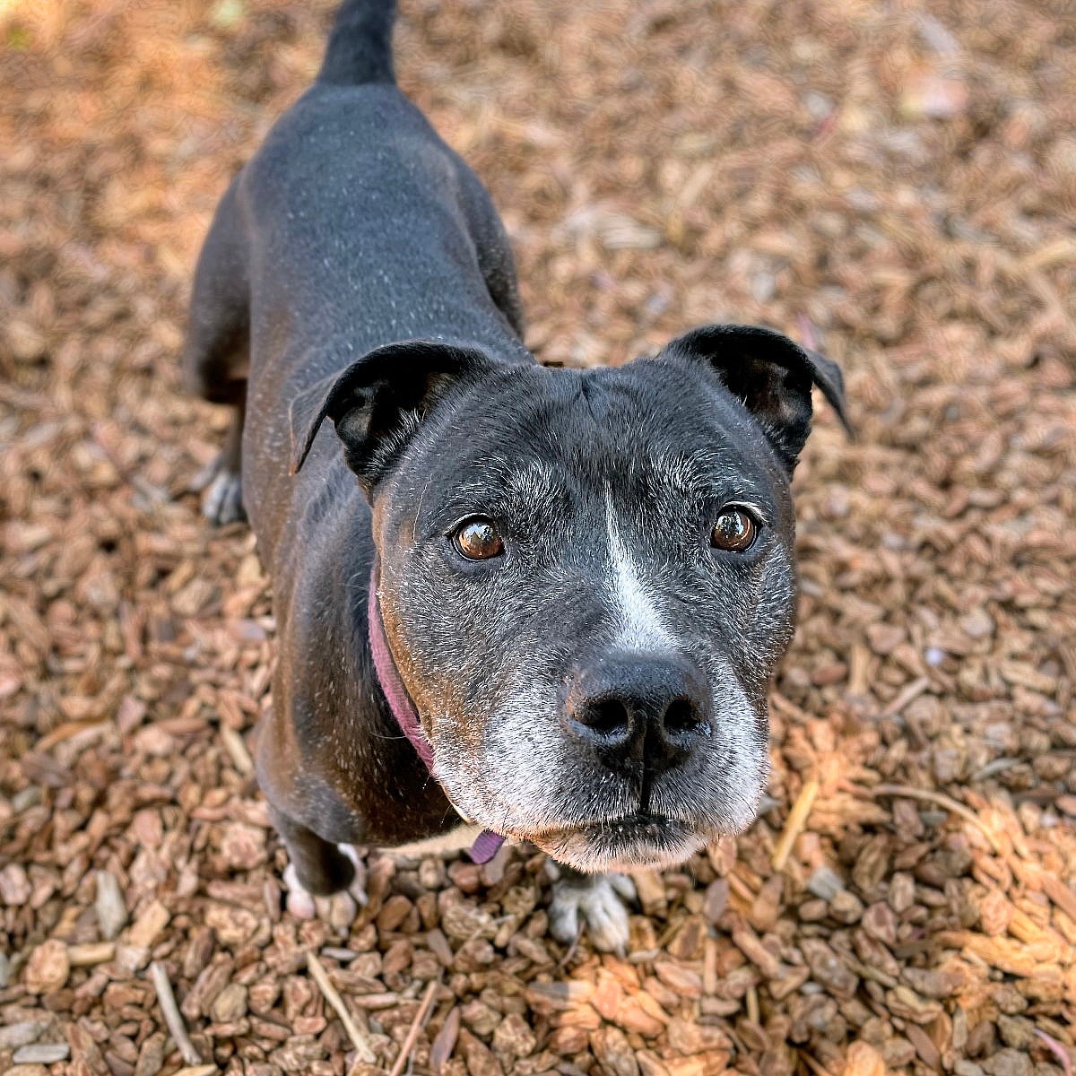 Chata - Pit Bull Terrier