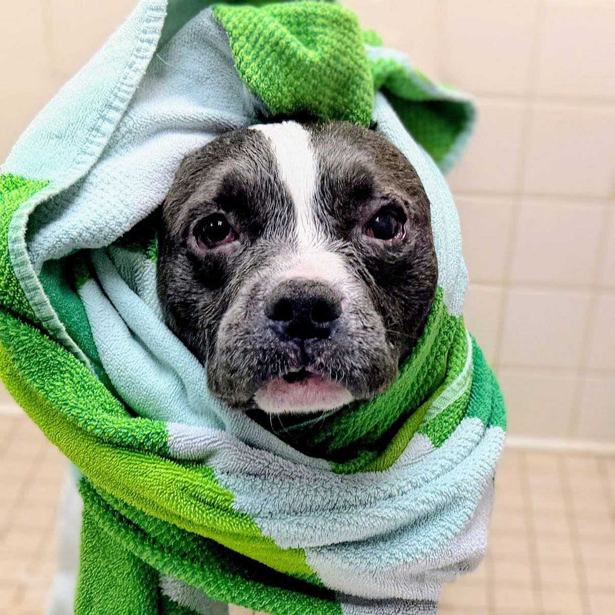 Yoohoo - Pit Bull Terrier