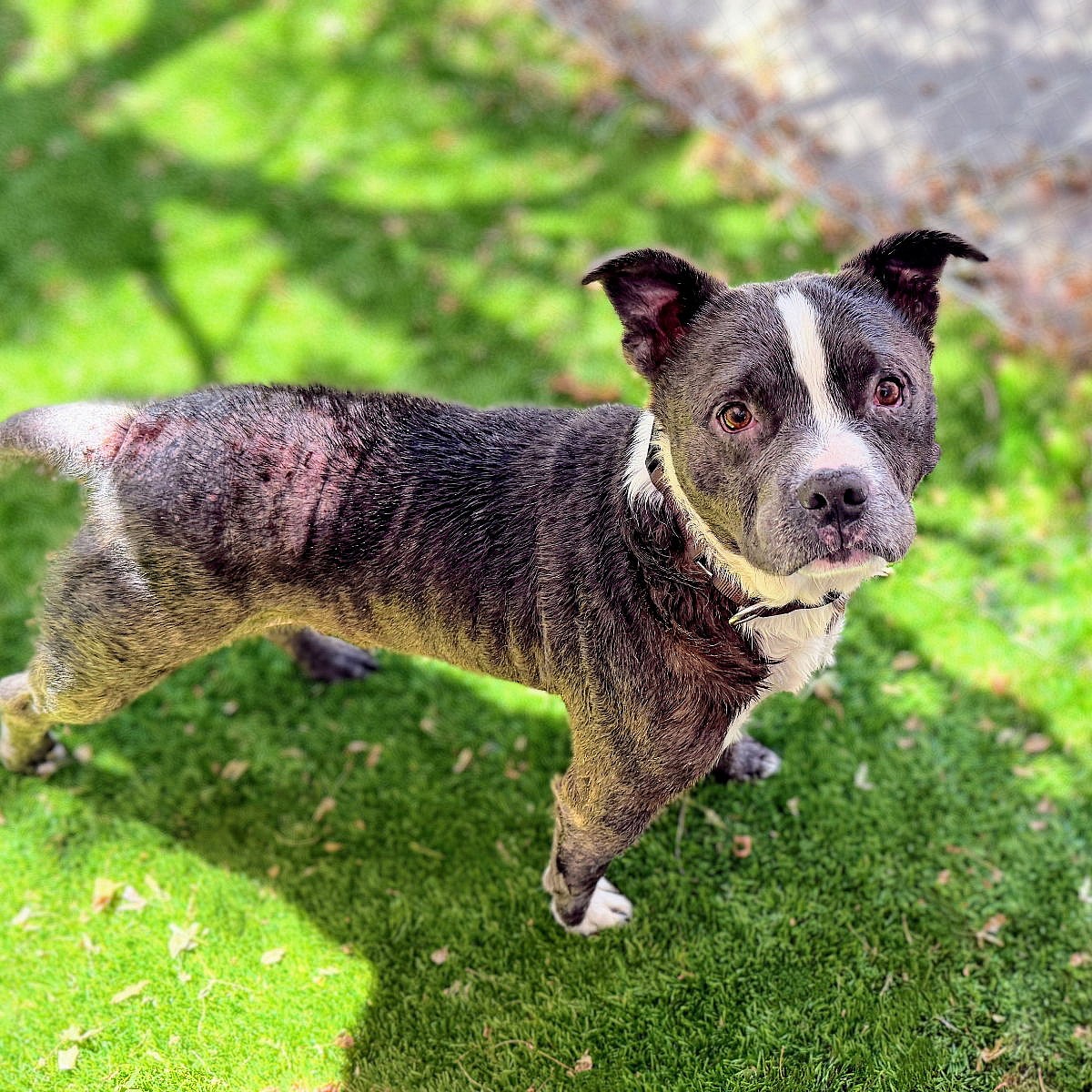 Yoohoo - Pit Bull Terrier