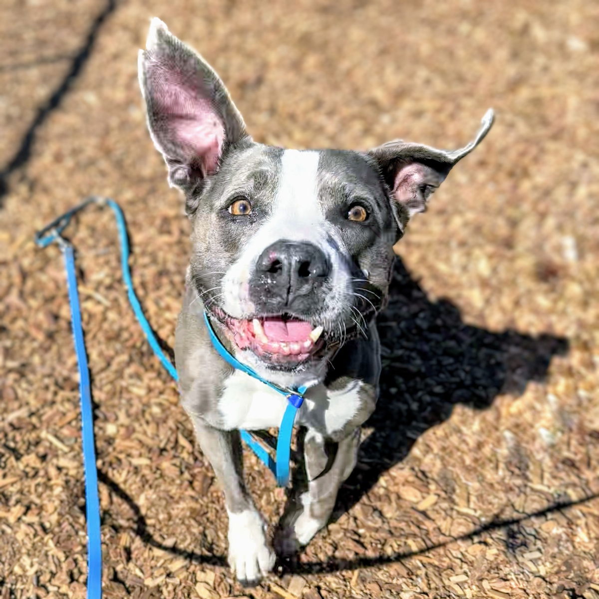 Franklin - Pit Bull Terrier