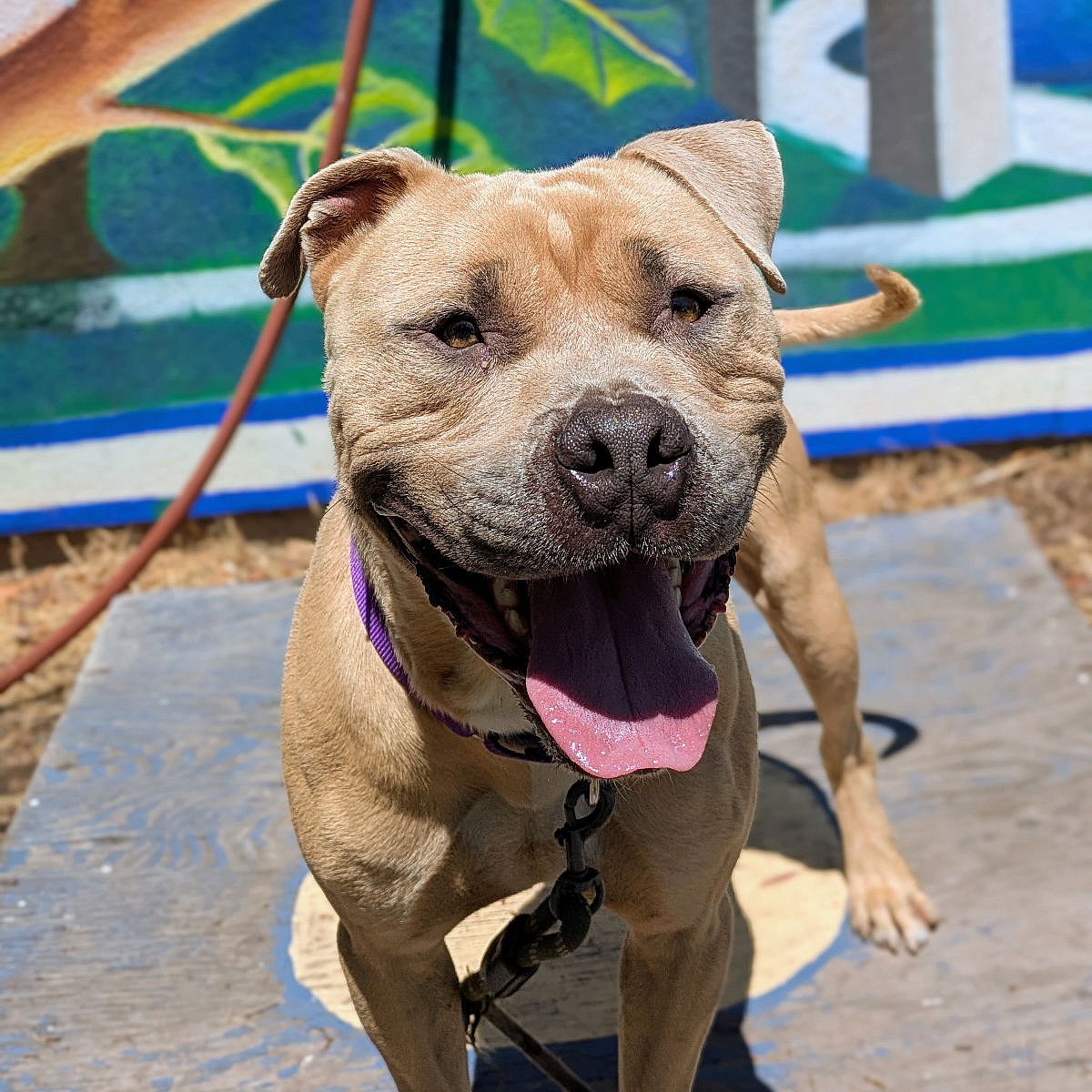 Almond - Pit Bull Terrier