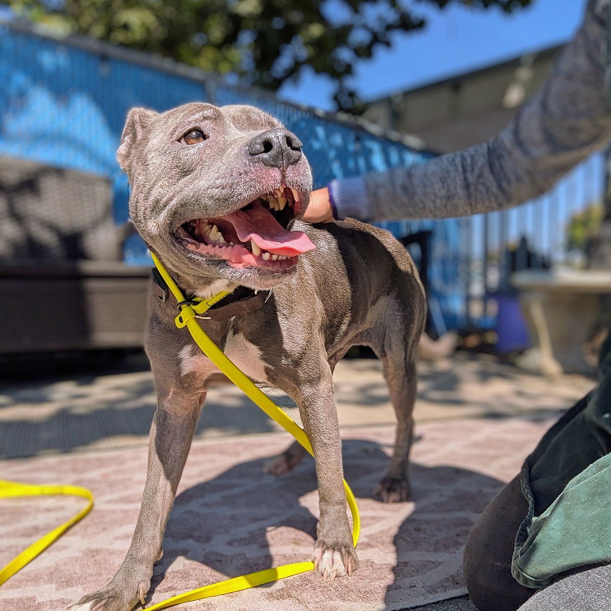 Bebe - Pit Bull Terrier