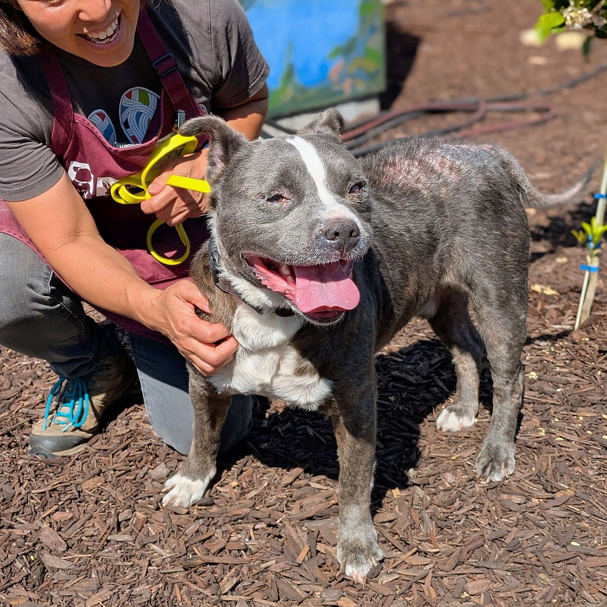 Yoohoo - Pit Bull Terrier