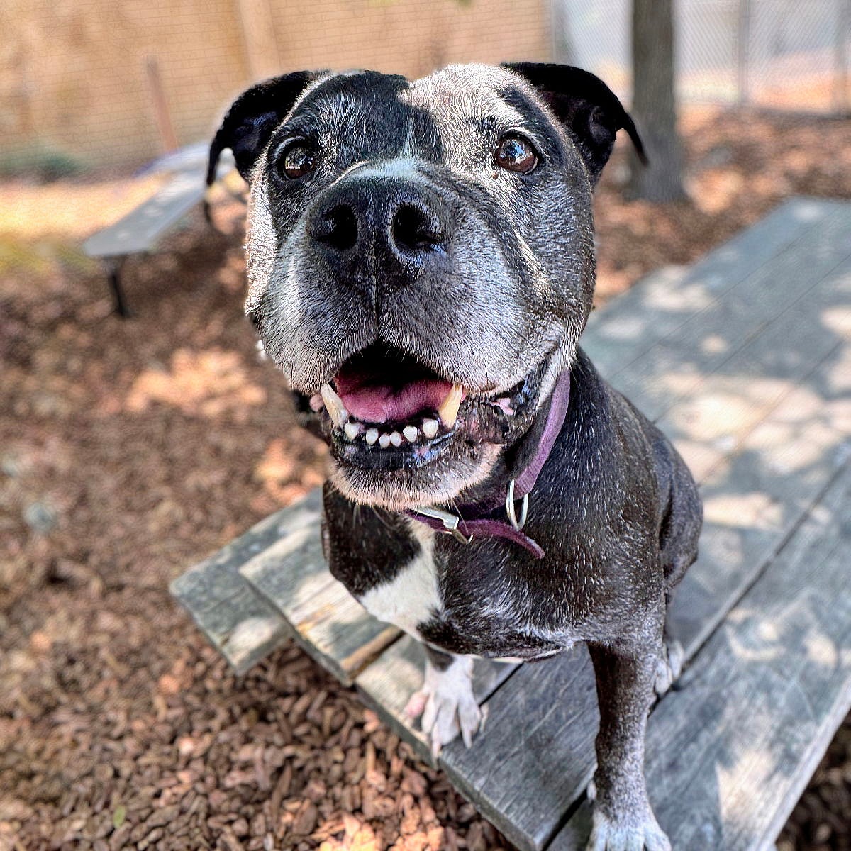 Chata - Pit Bull Terrier