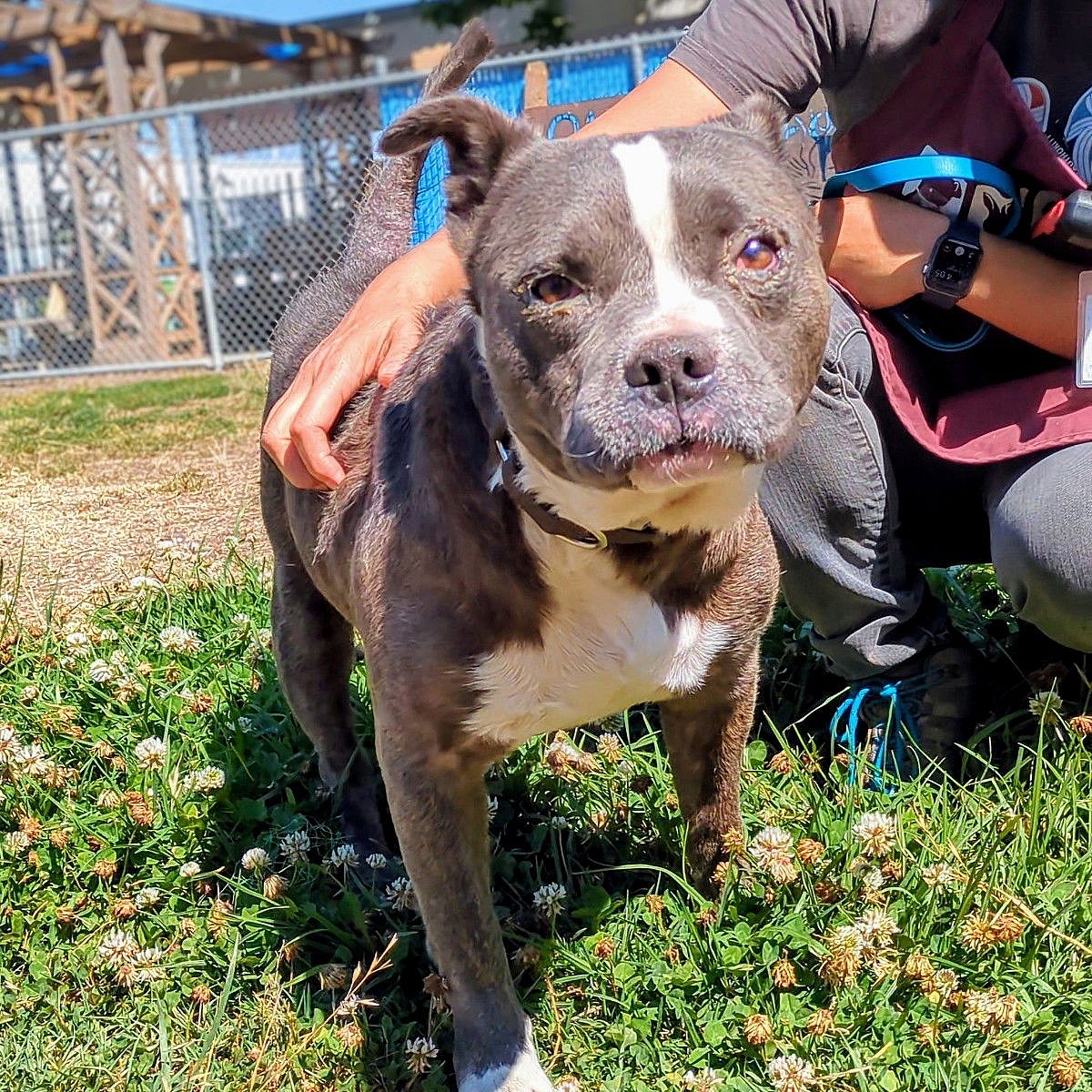 Yoohoo - Pit Bull Terrier