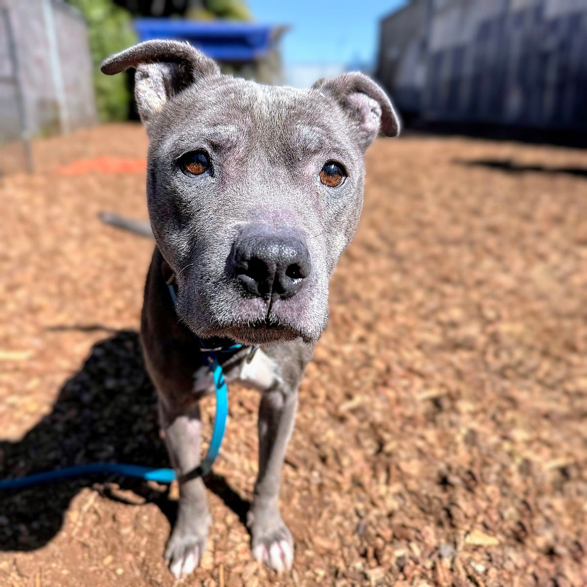 Bebe - Pit Bull Terrier