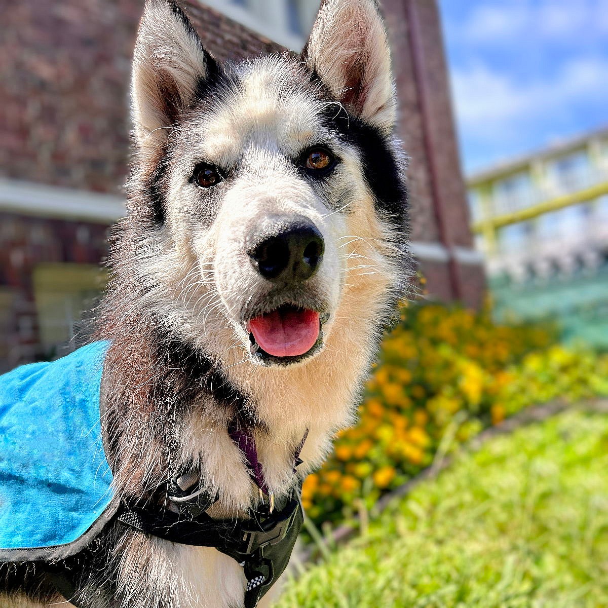 Timber - Siberian Husky