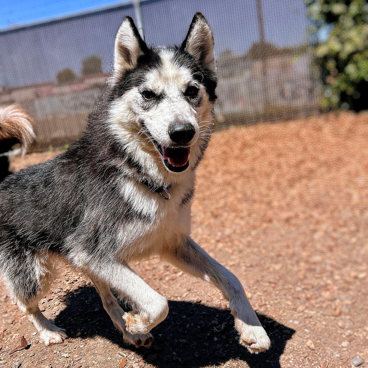 Timber - Siberian Husky