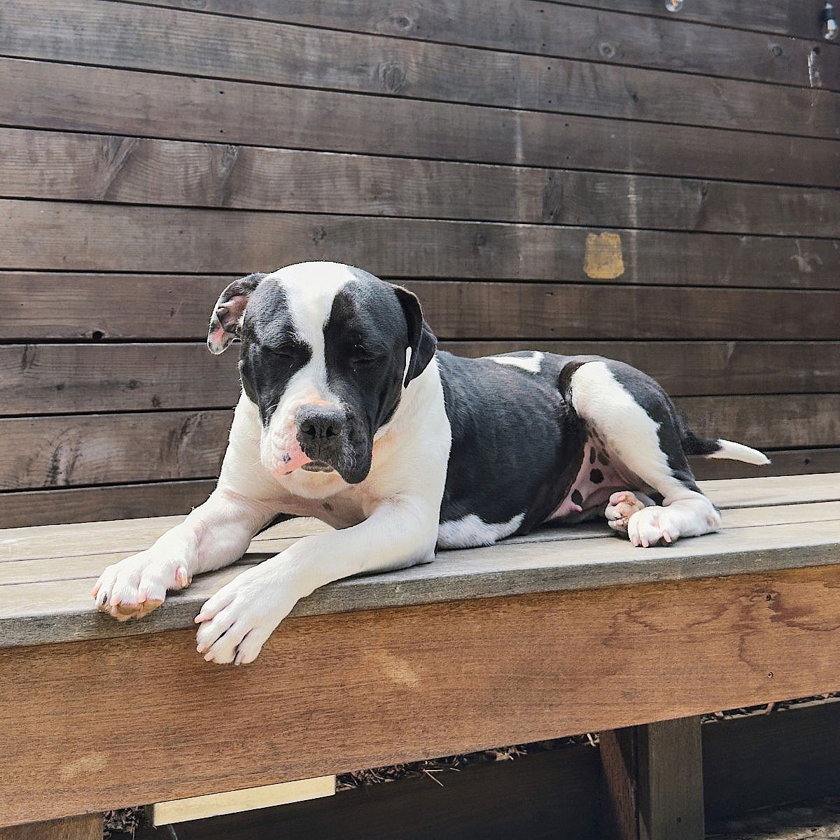 Lychee - American Pit Bull Terrier