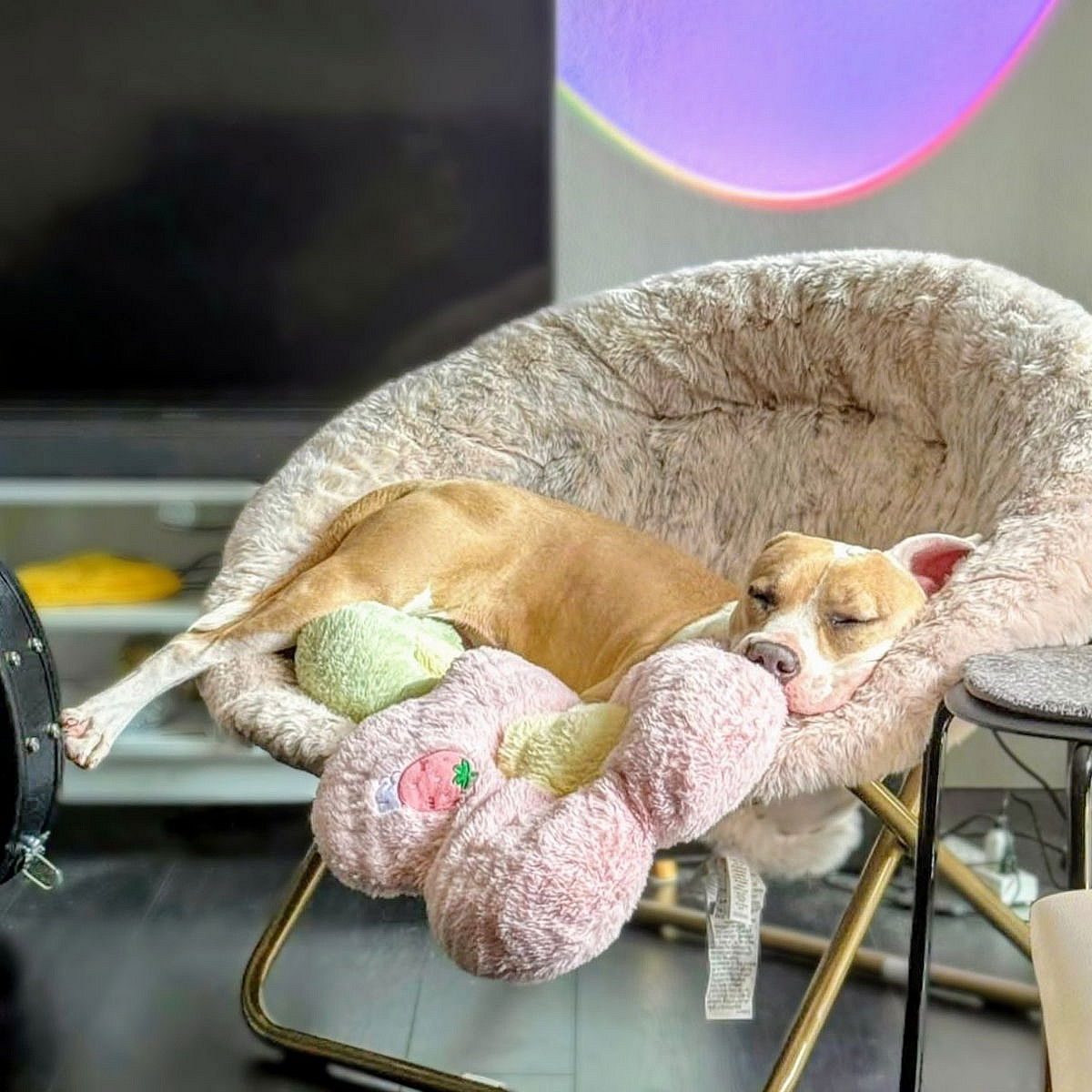 Cupcake - Pit Bull Terrier