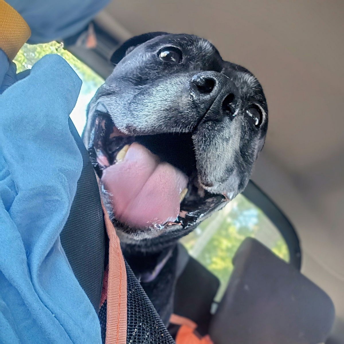 Chata - Pit Bull Terrier