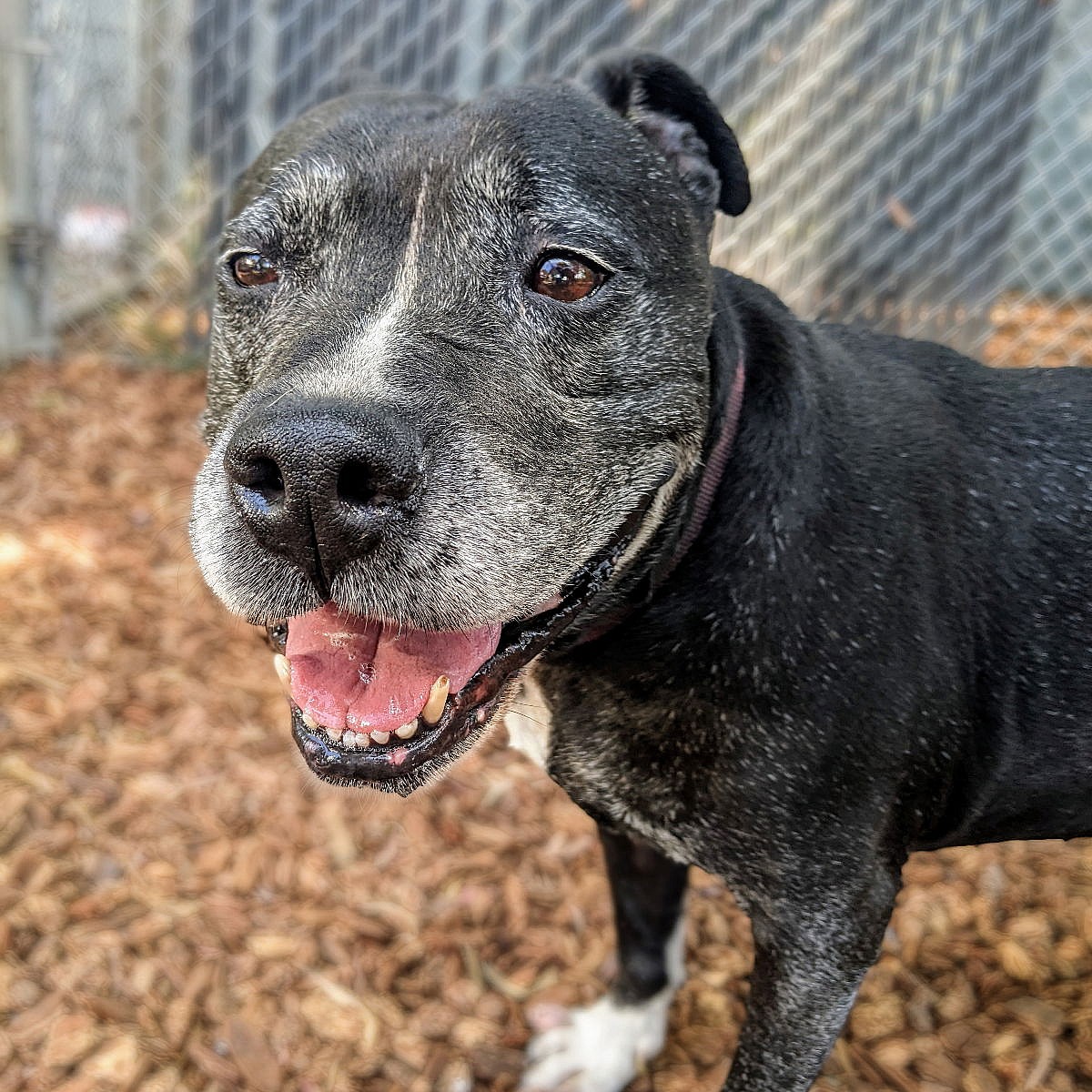 Chata - Pit Bull Terrier