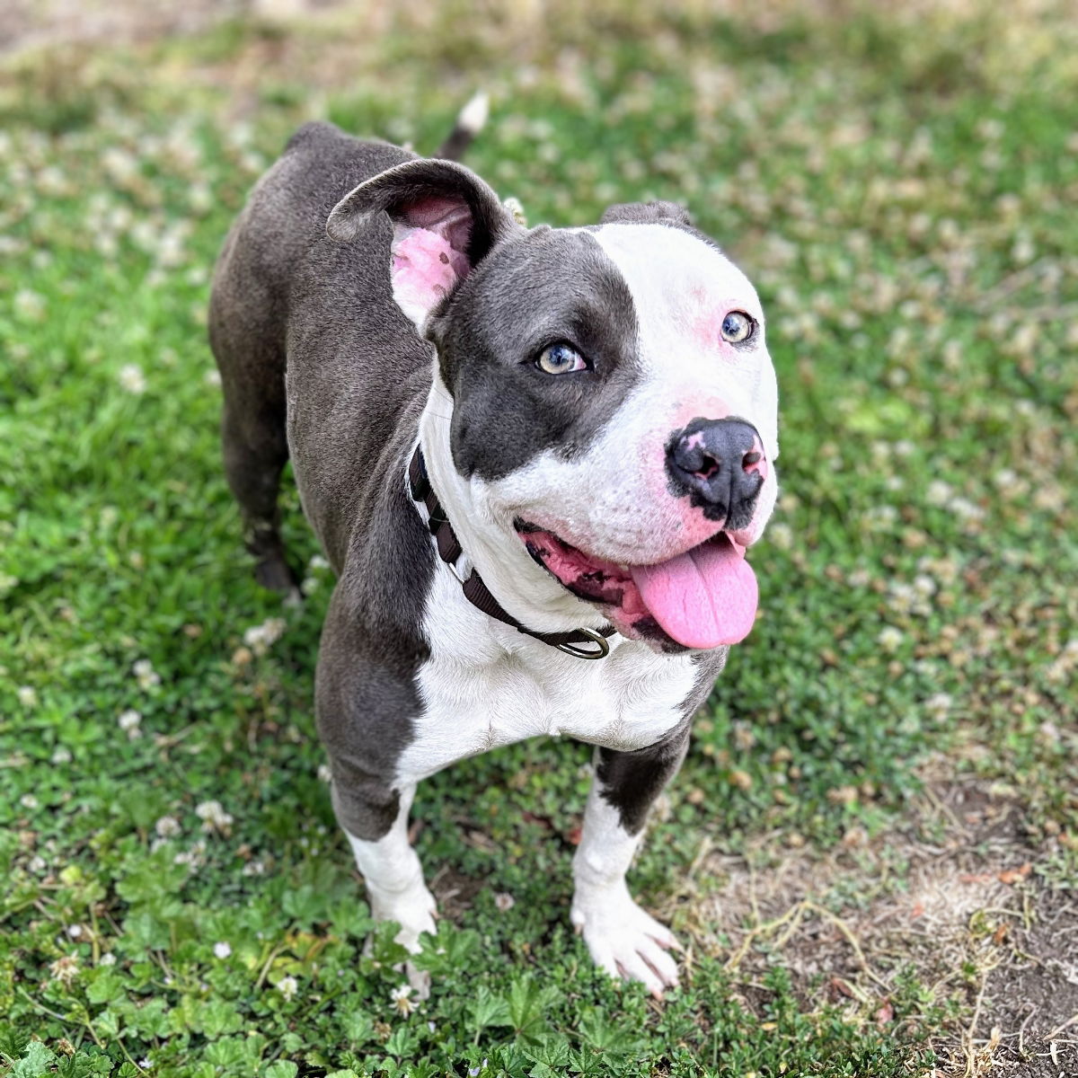 Labubu - Pit Bull Terrier