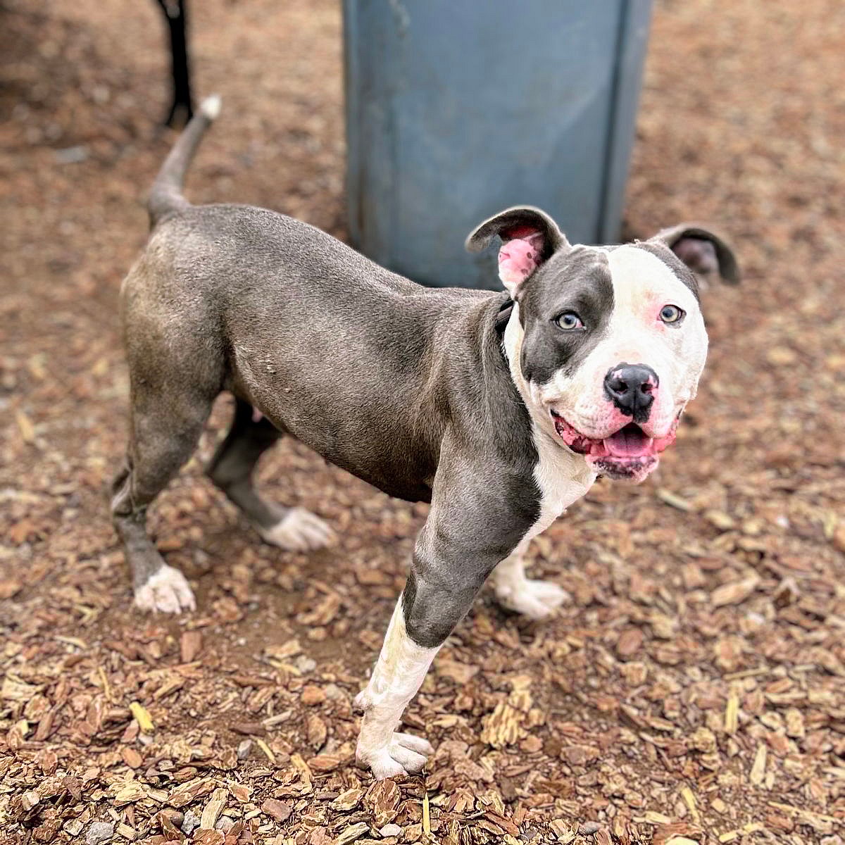 Labubu - Pit Bull Terrier