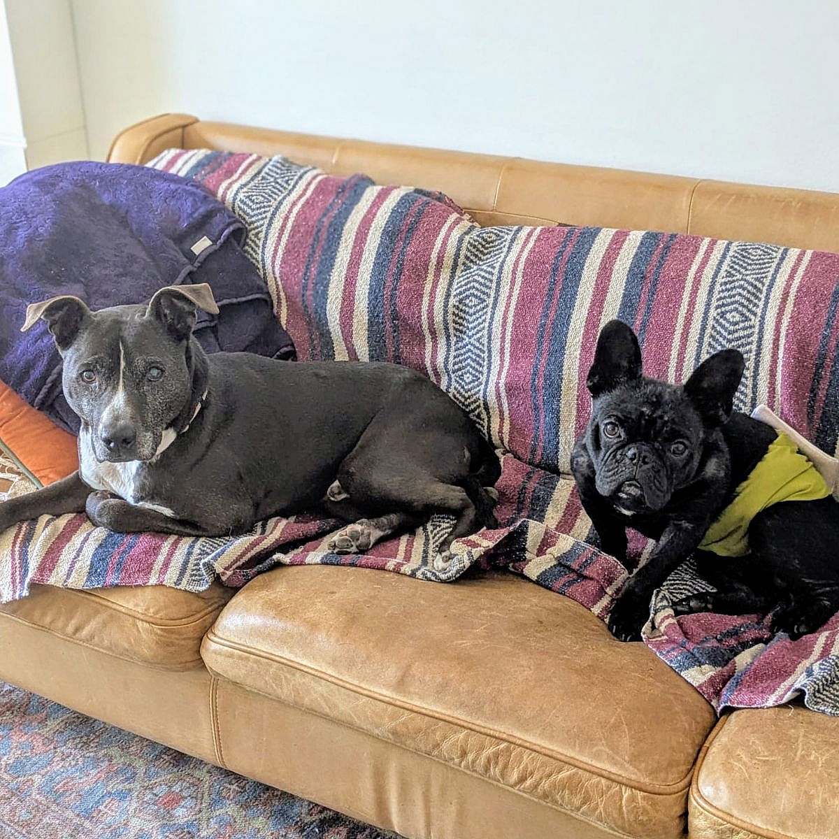 Stokely - French Bulldog