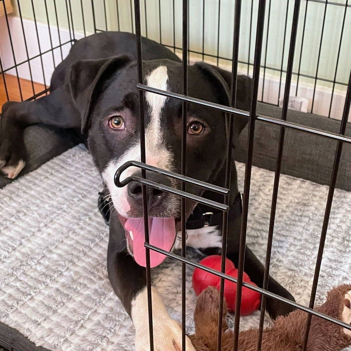 Ukulele - Pit Bull Terrier