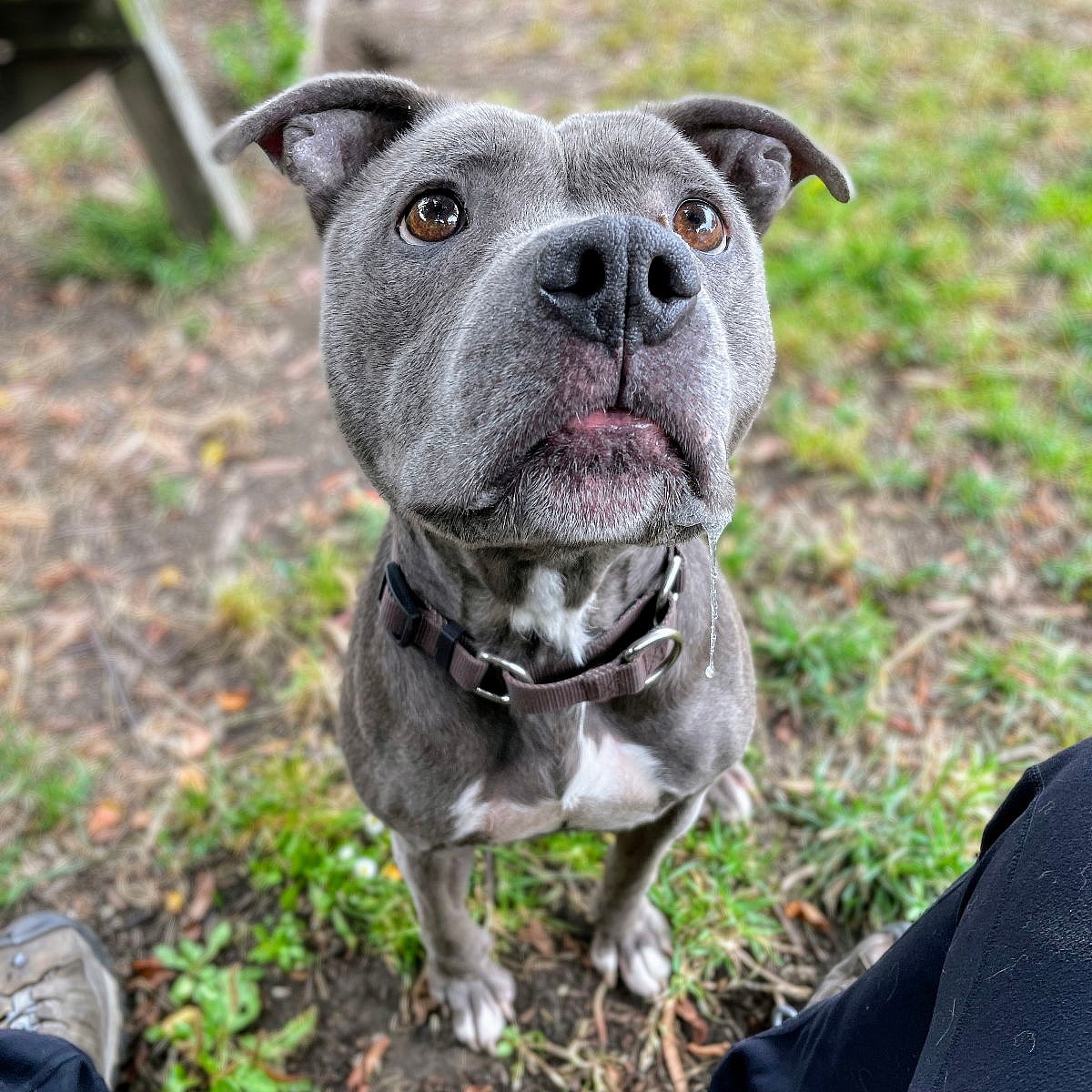 Bebe - Pit Bull Terrier