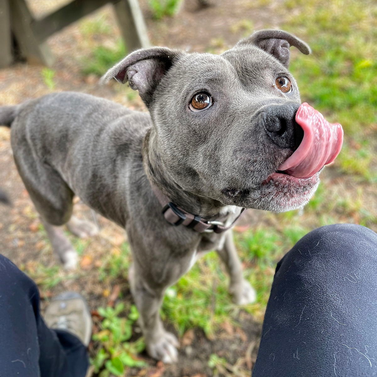 Bebe - Pit Bull Terrier