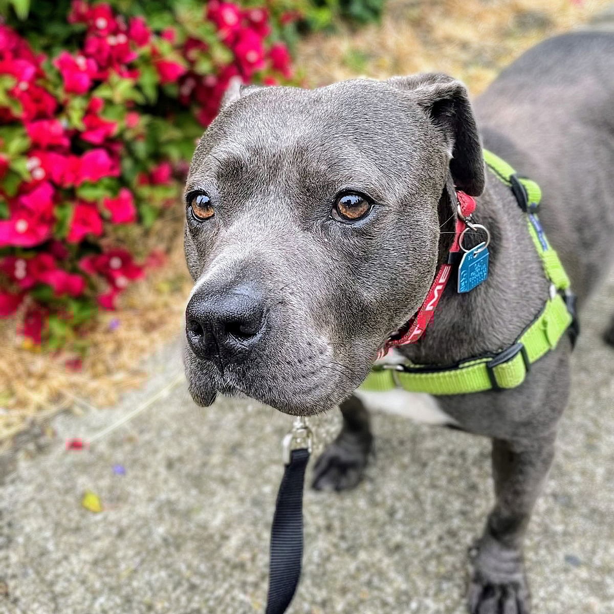 Princess Charlotte - American Pit Bull Terrier