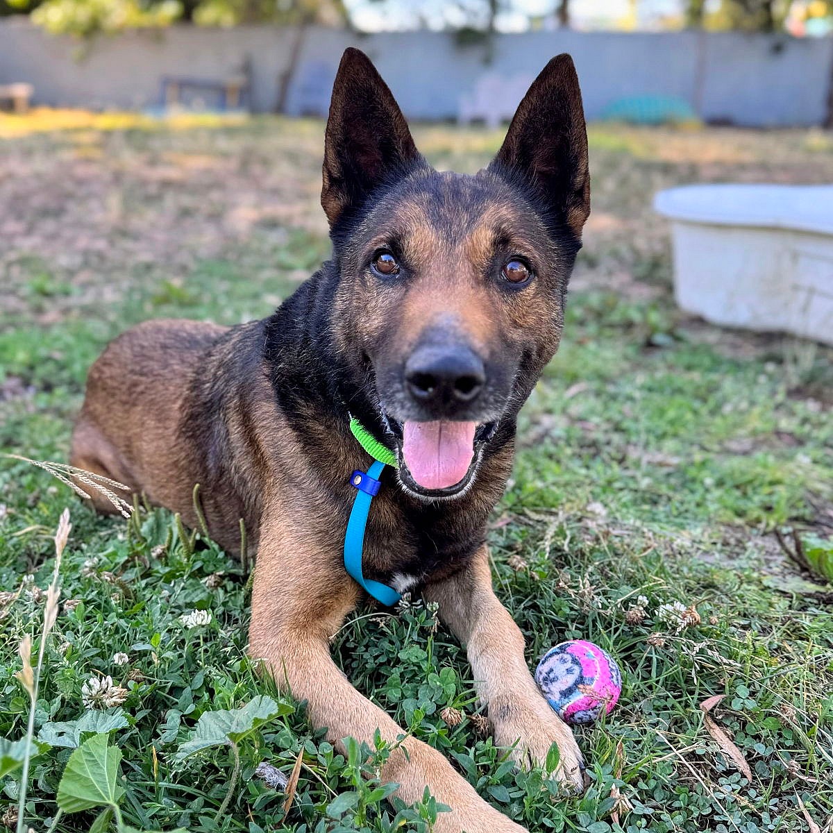 Ghirardelli - German Shepherd Dog