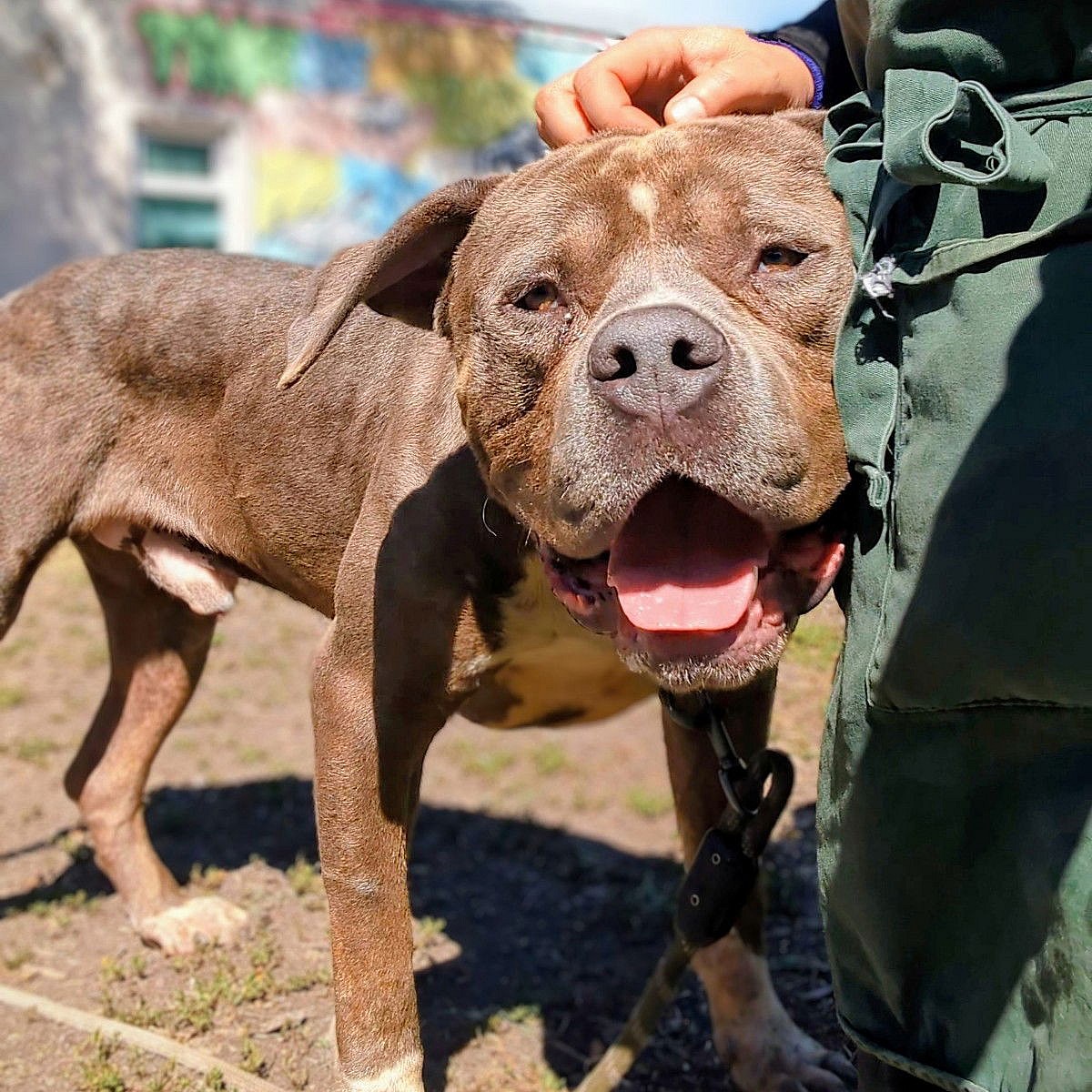 Toblerone - Pit Bull Terrier