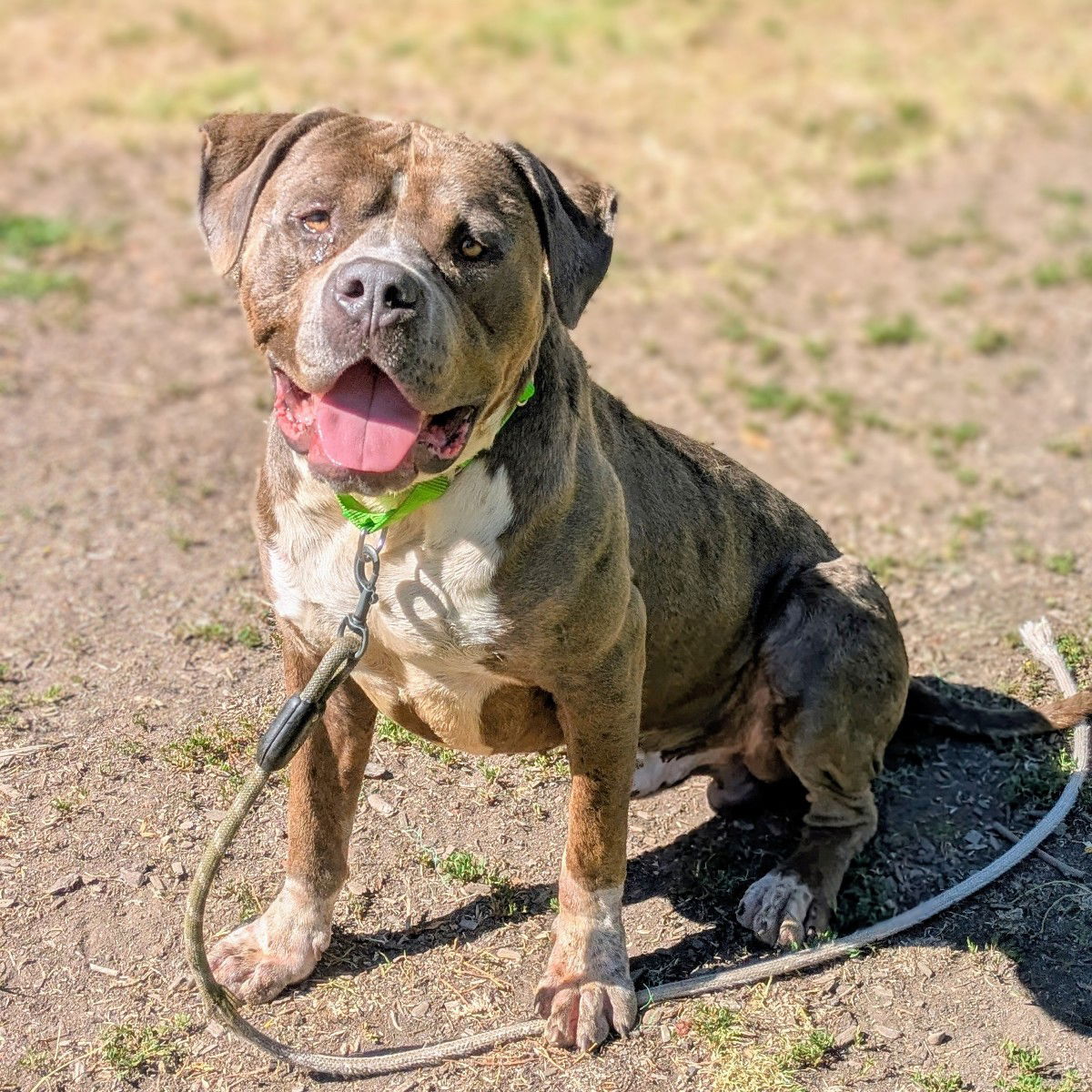 Toblerone - Pit Bull Terrier