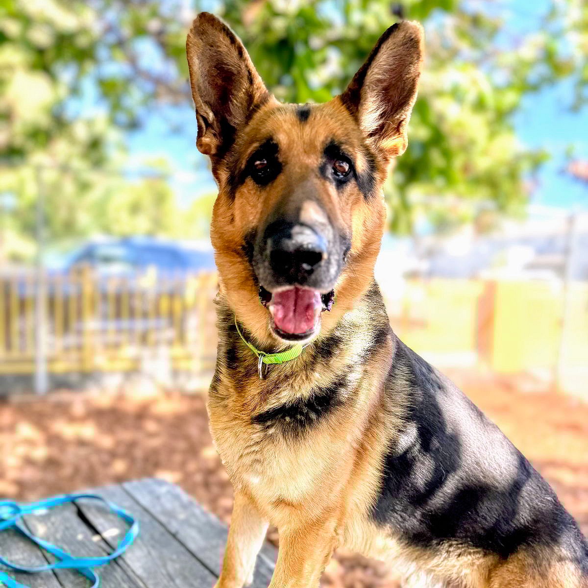 Cioppino - German Shepherd Dog