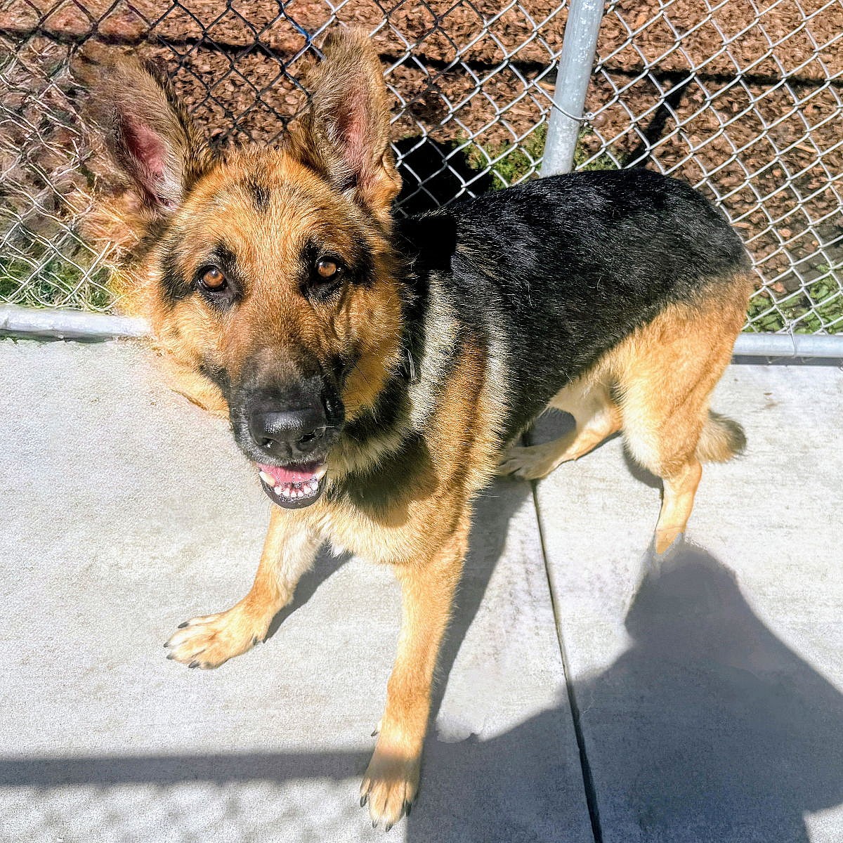 Cioppino - German Shepherd Dog