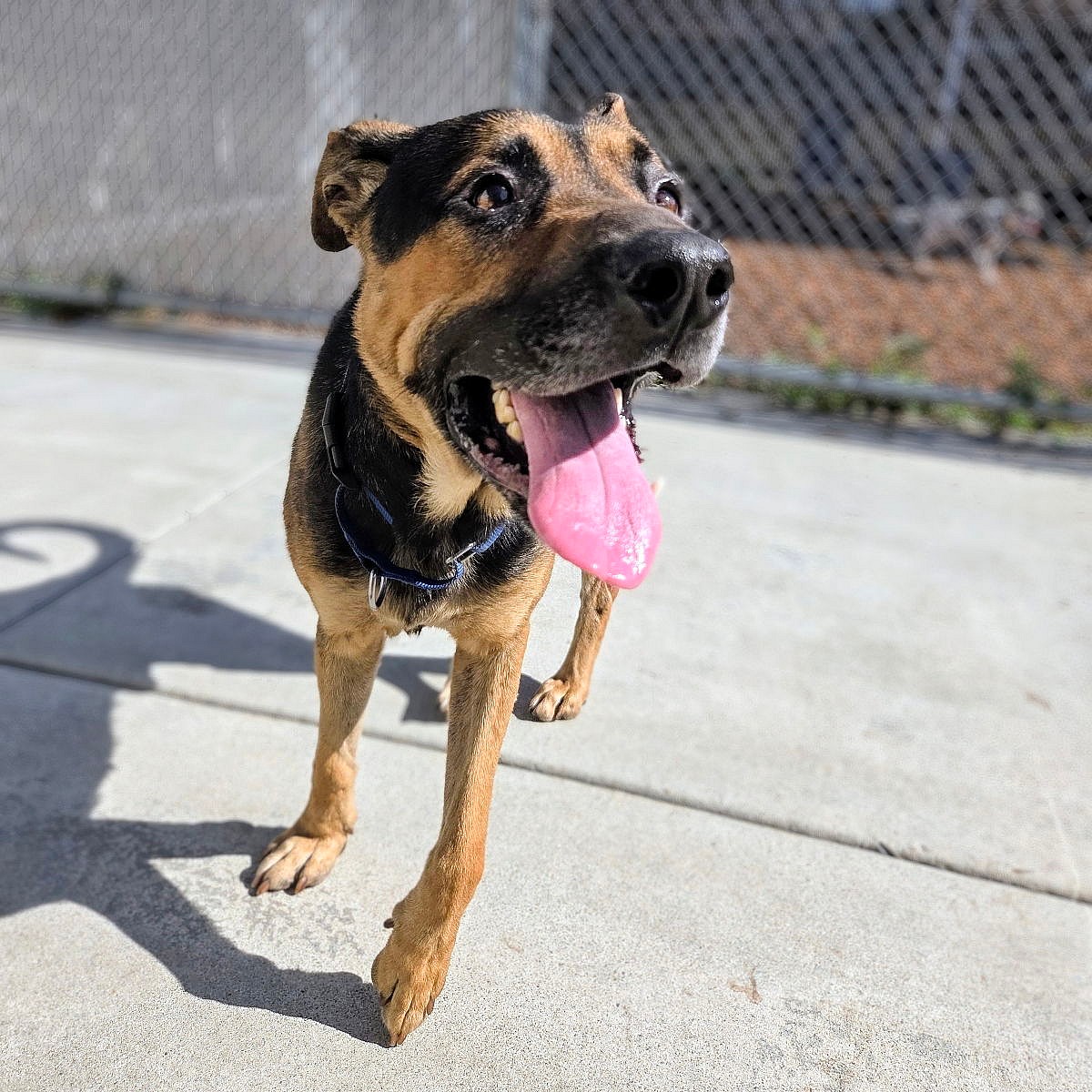 Guacamole - German Shepherd Dog