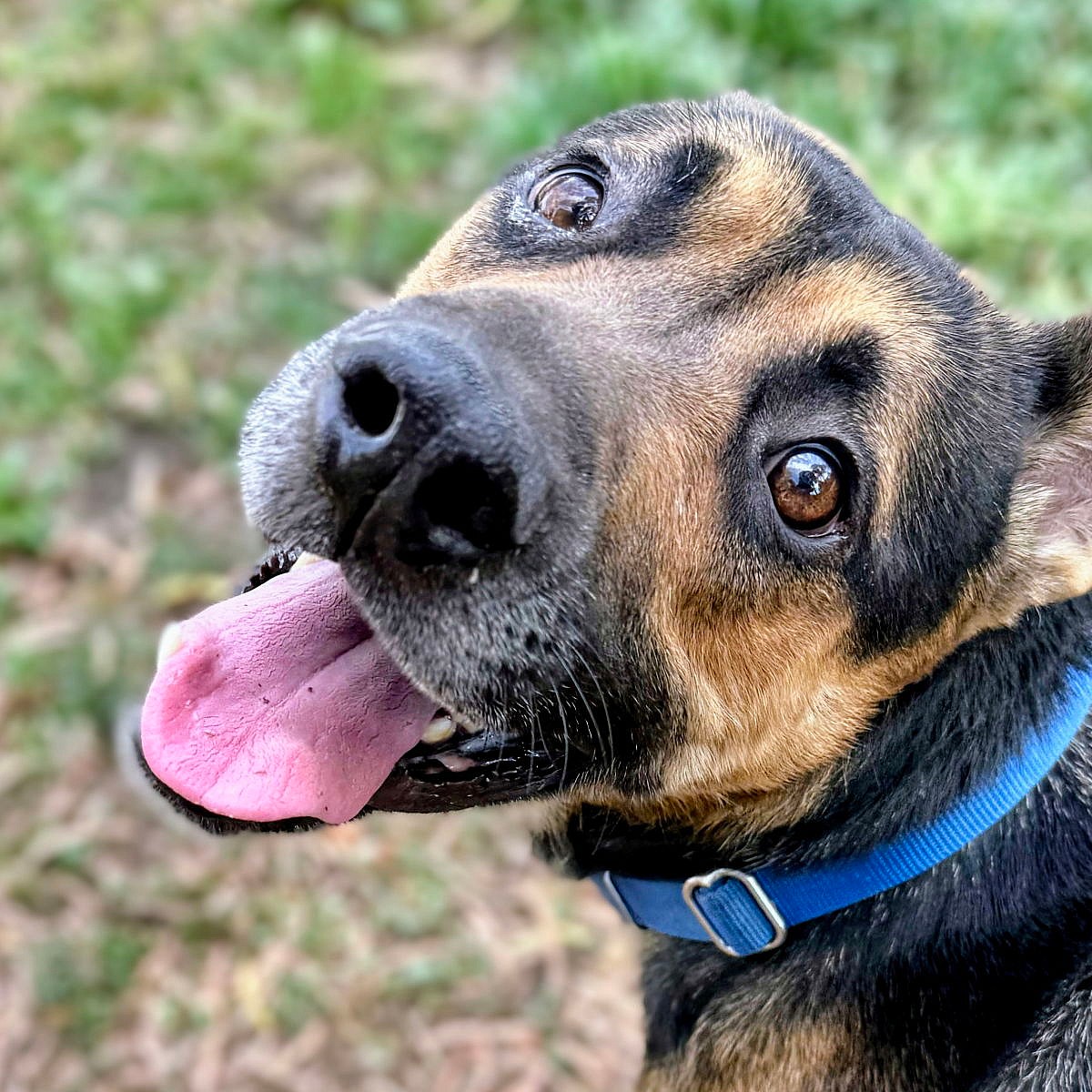 Guacamole - German Shepherd Dog