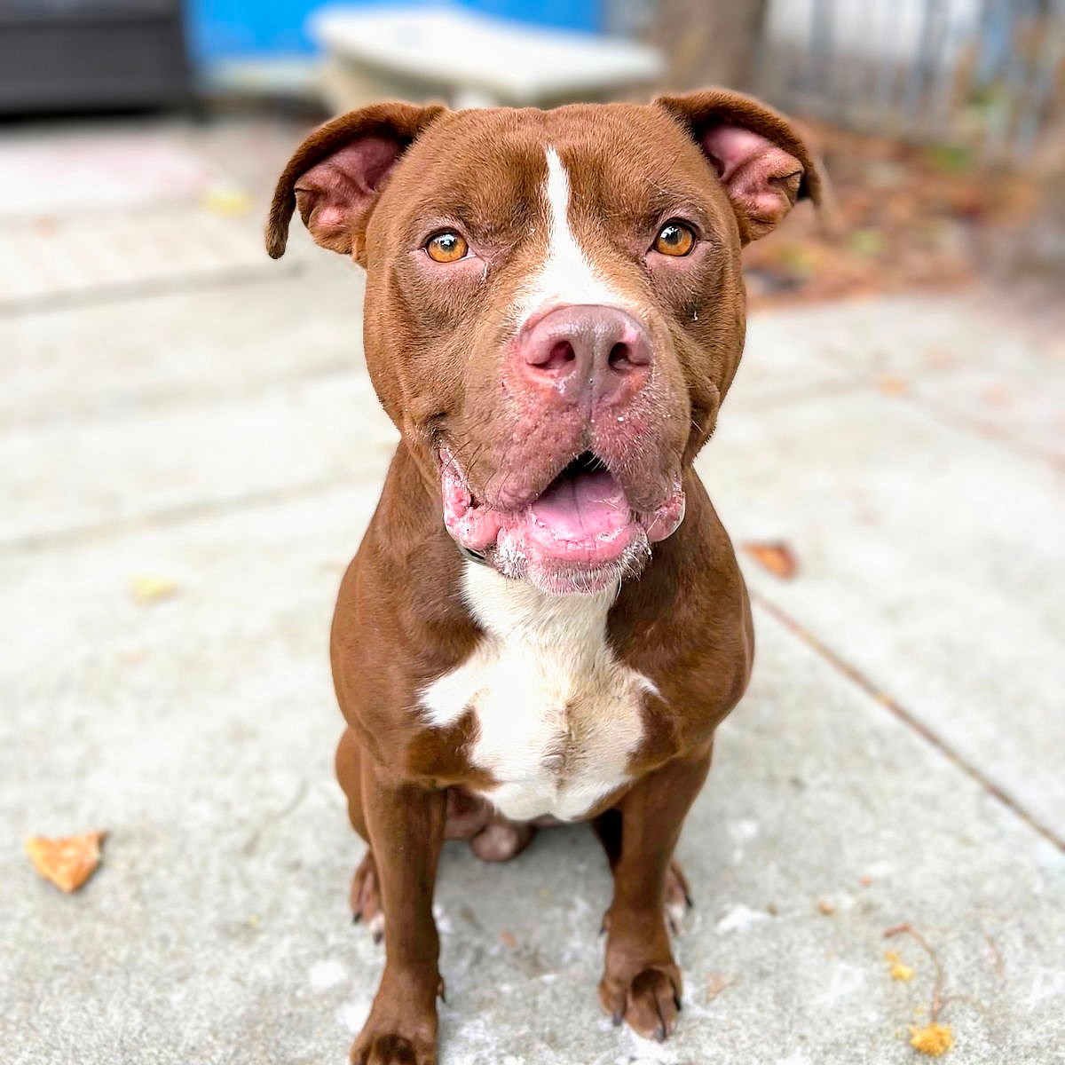 Yogi - Pit Bull Terrier