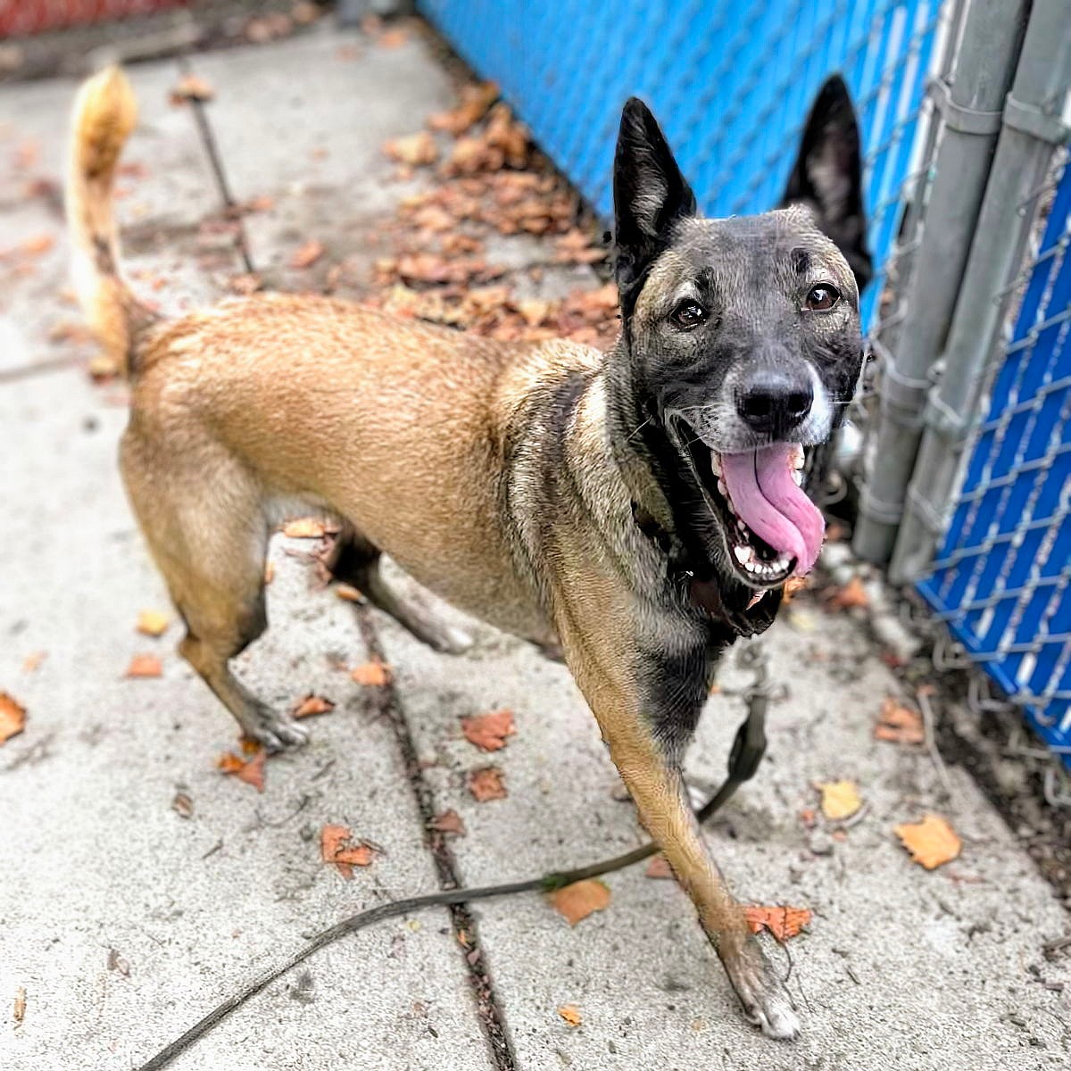 Felicia - Belgian Shepherd Malinois
