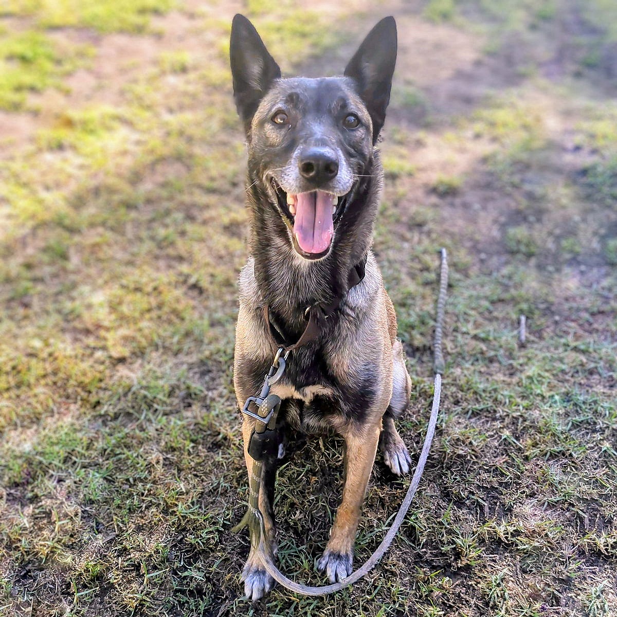 Felicia - Belgian Shepherd Malinois