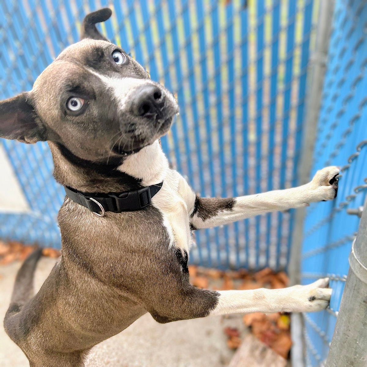 Ellie - Pit Bull Terrier