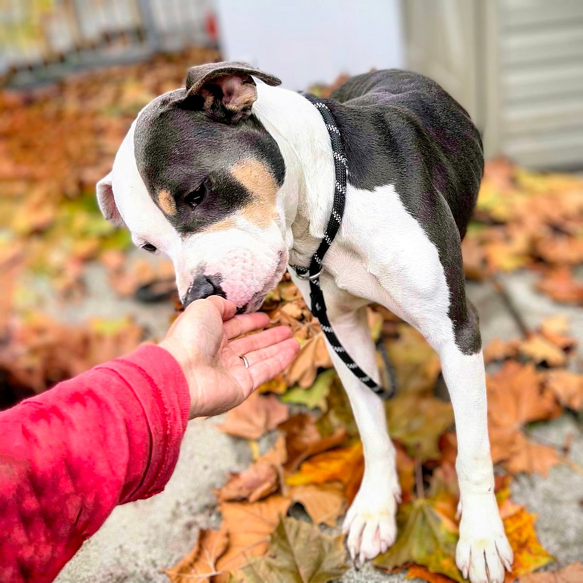 Yodel - Pit Bull Terrier