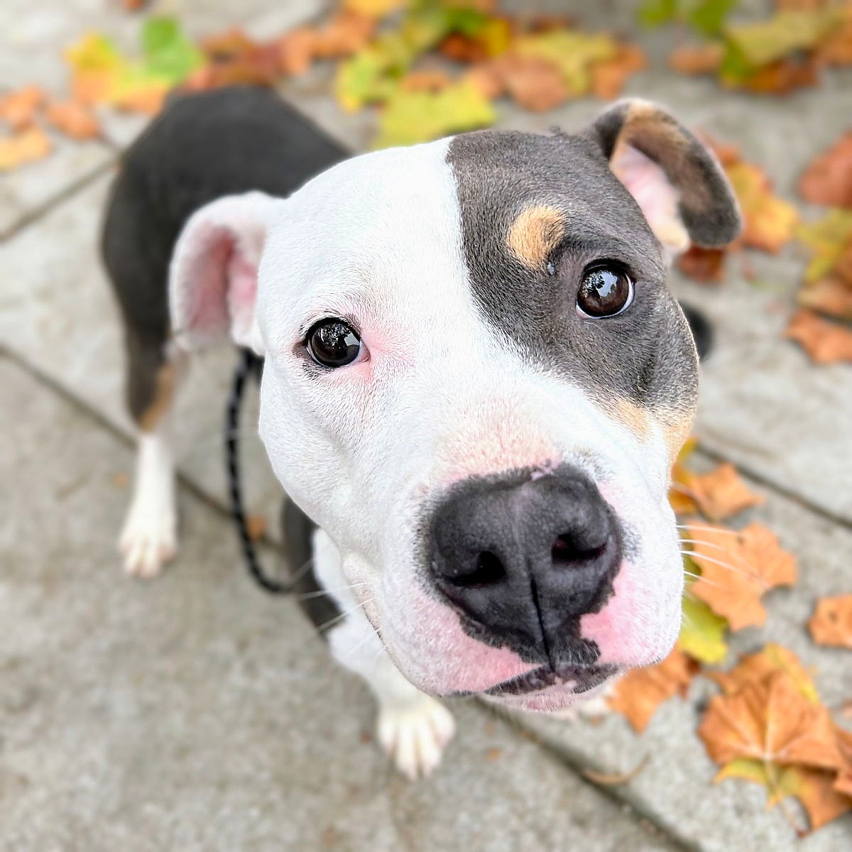 Yodel - Pit Bull Terrier