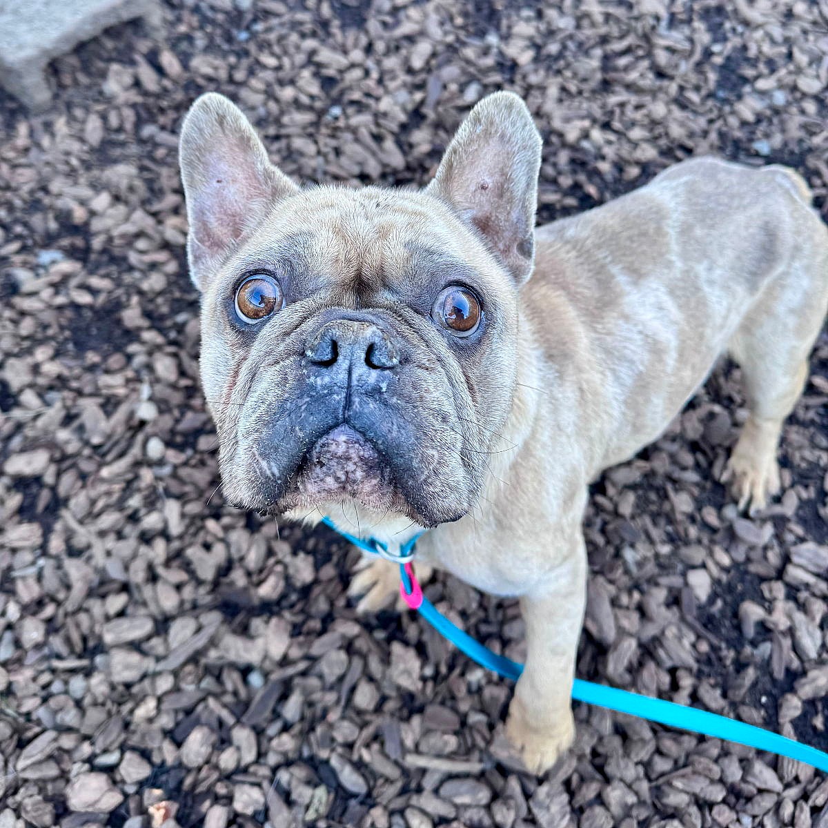 Cardigan - French Bulldog