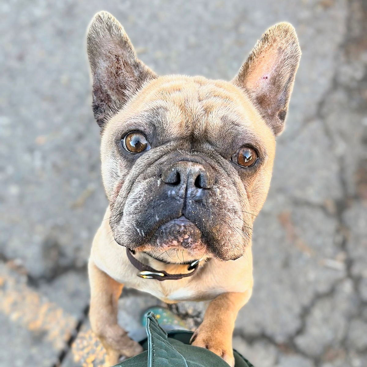 Cardigan - French Bulldog