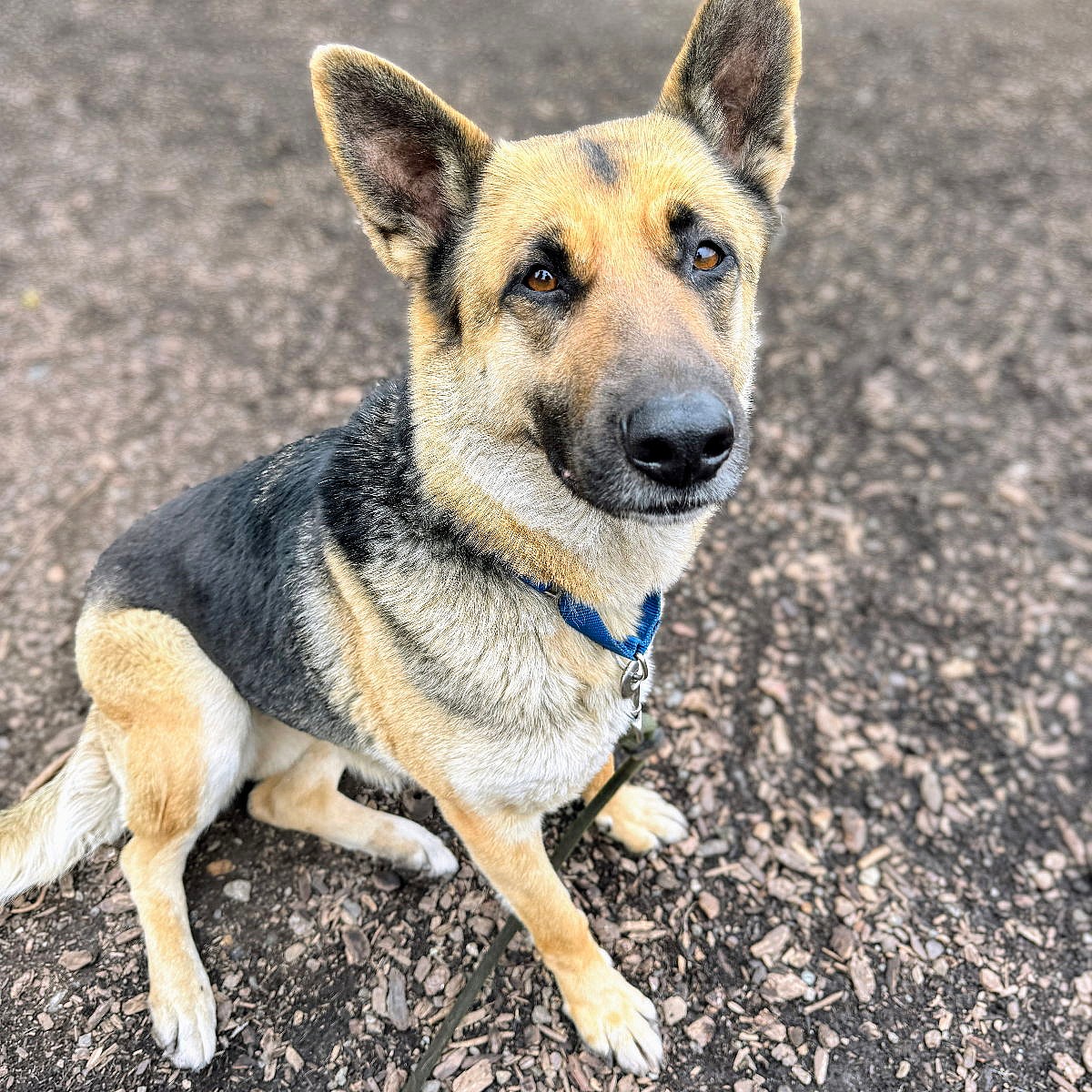 Emilia - German Shepherd Dog