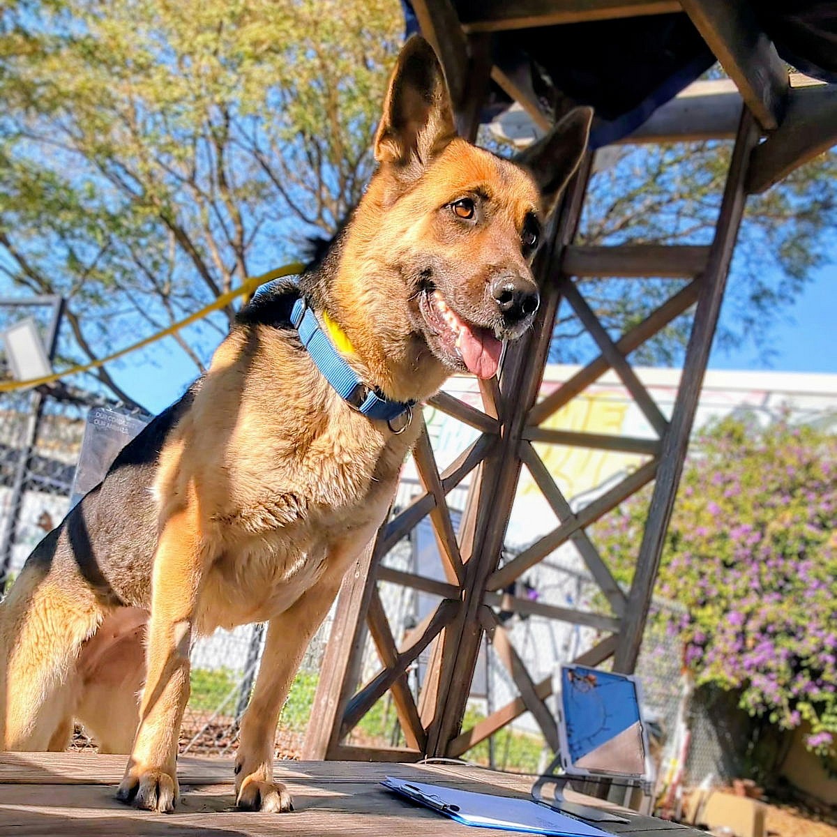 Emilia - German Shepherd Dog