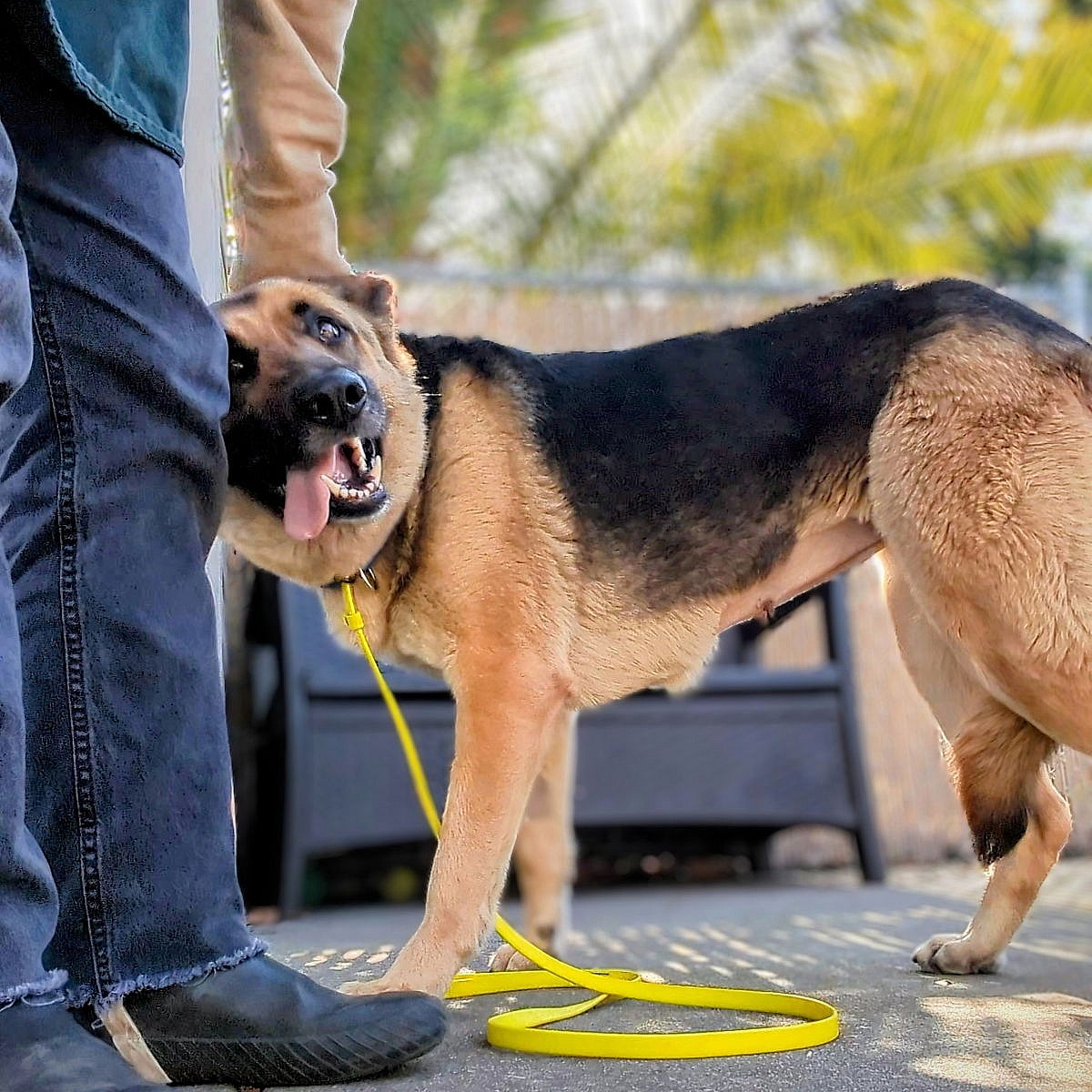 Emilia - German Shepherd Dog