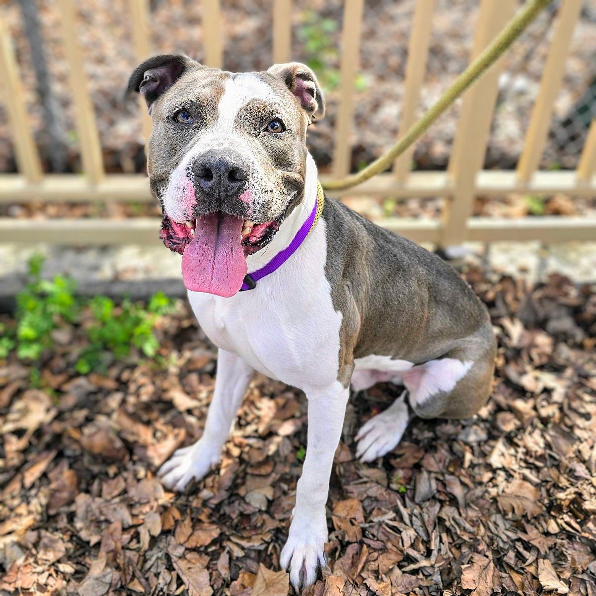 Hudson - Pit Bull Terrier