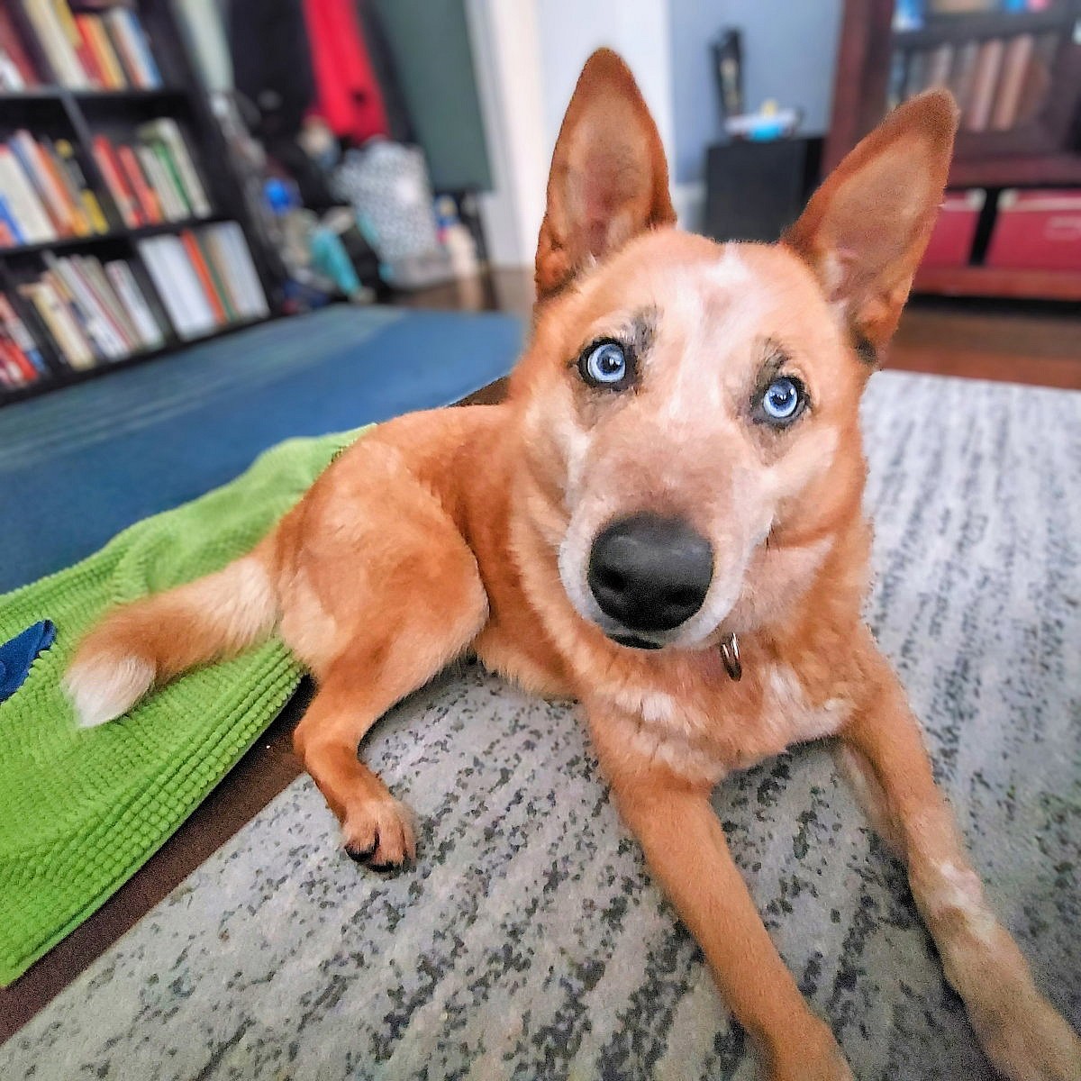 Magdelena - Australian Cattle Dog/Blue Heeler