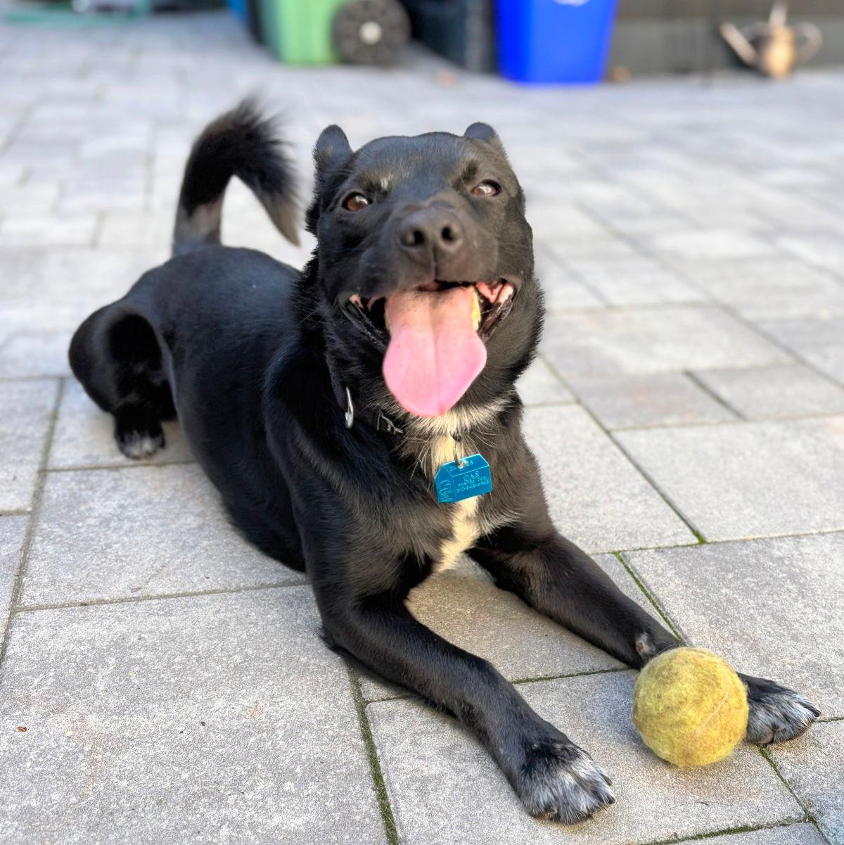 Tripper - Schipperke