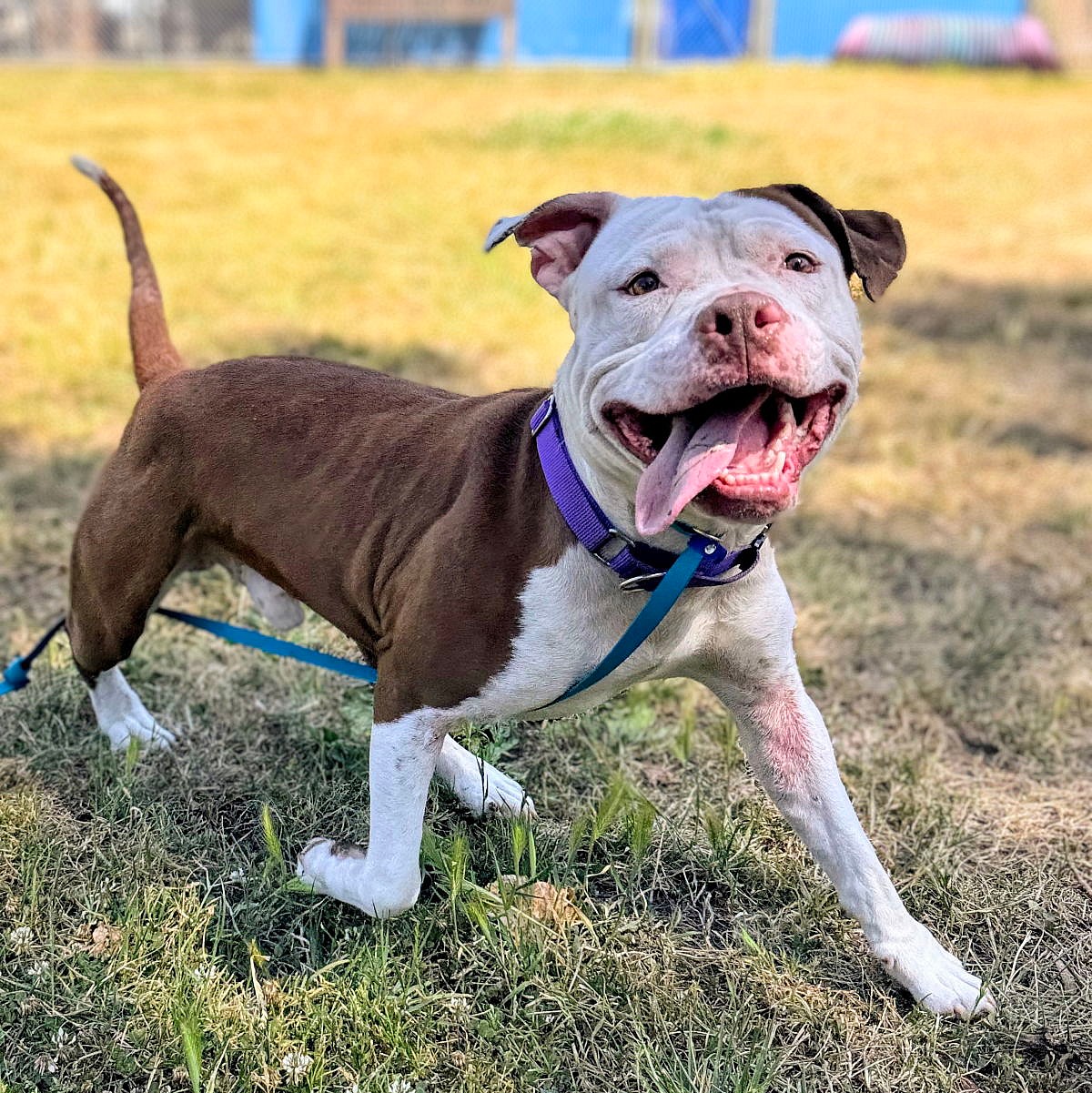 Boxie - American Pit Bull Terrier