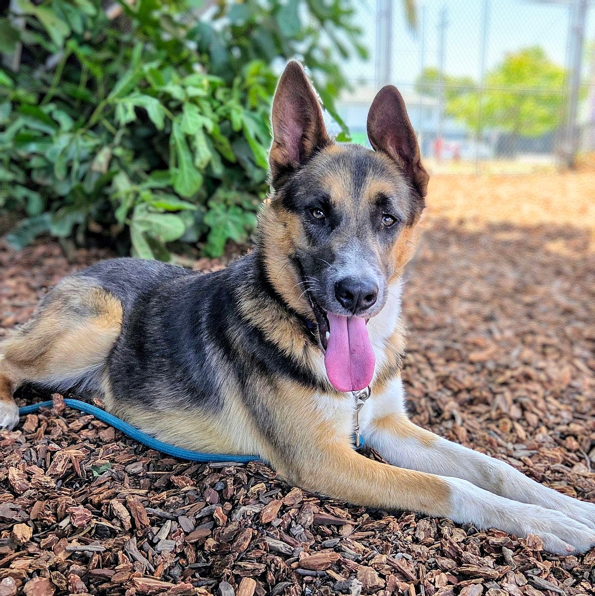 Hedgehog - German Shepherd Dog