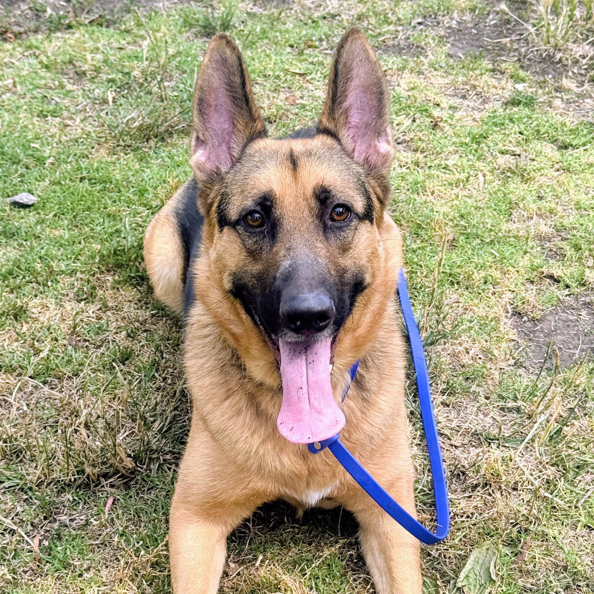 Charles Barkley - German Shepherd Dog